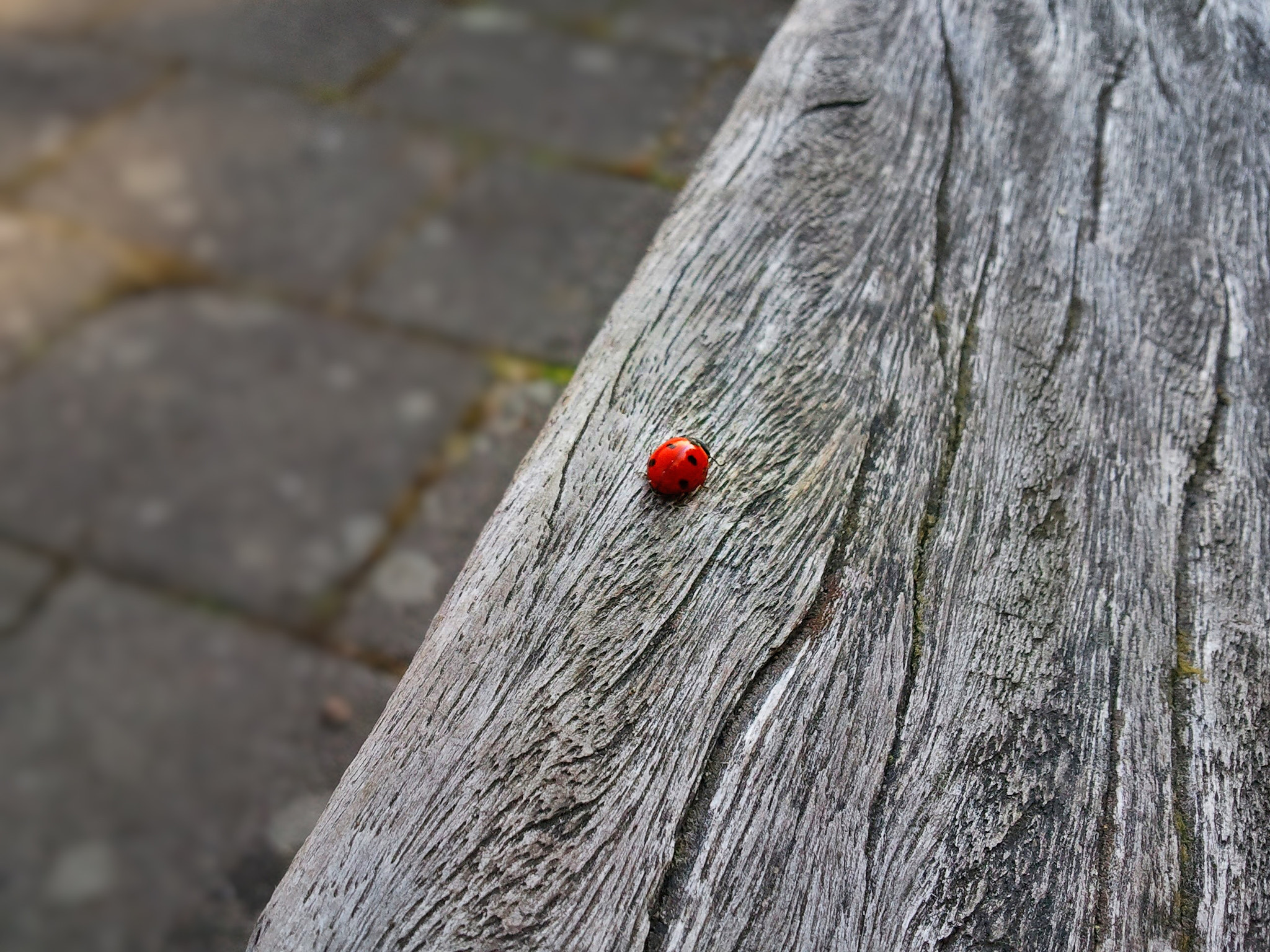 Samsung Galaxy S sample photo. Ladybird photography