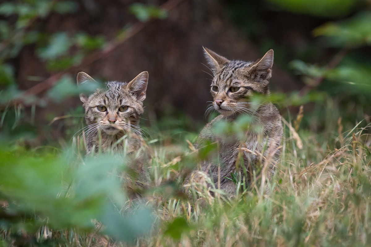 Nikon AF-S Nikkor 200-500mm F5.6E ED VR sample photo. Young wildcats photography