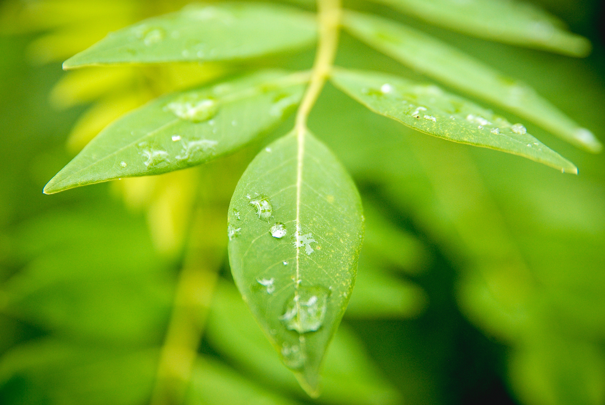 Sigma 18-50mm F2.8 EX DC Macro sample photo. The nature photography