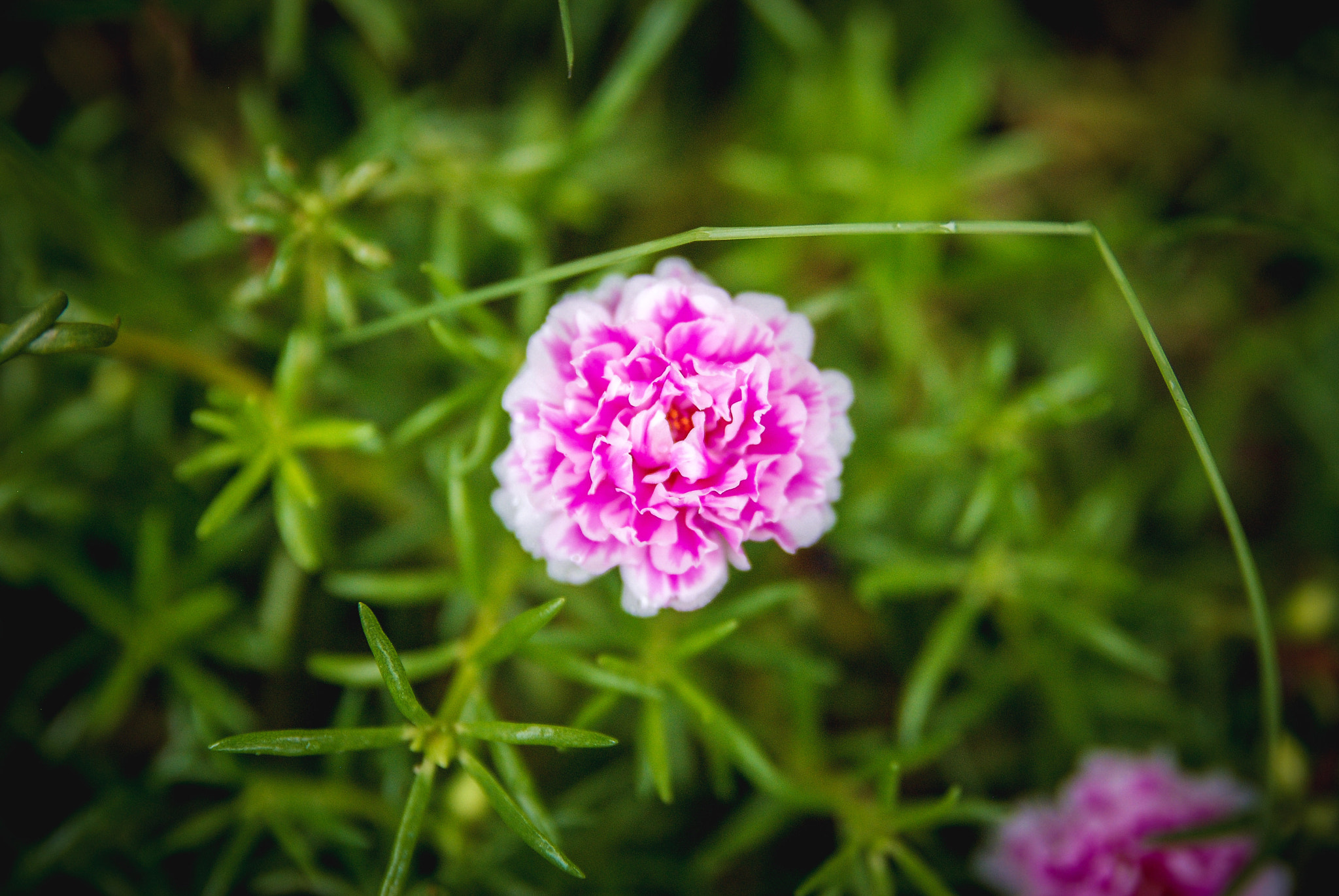 Nikon D80 + Sigma 18-50mm F2.8 EX DC Macro sample photo. The nature @ beautiful photography