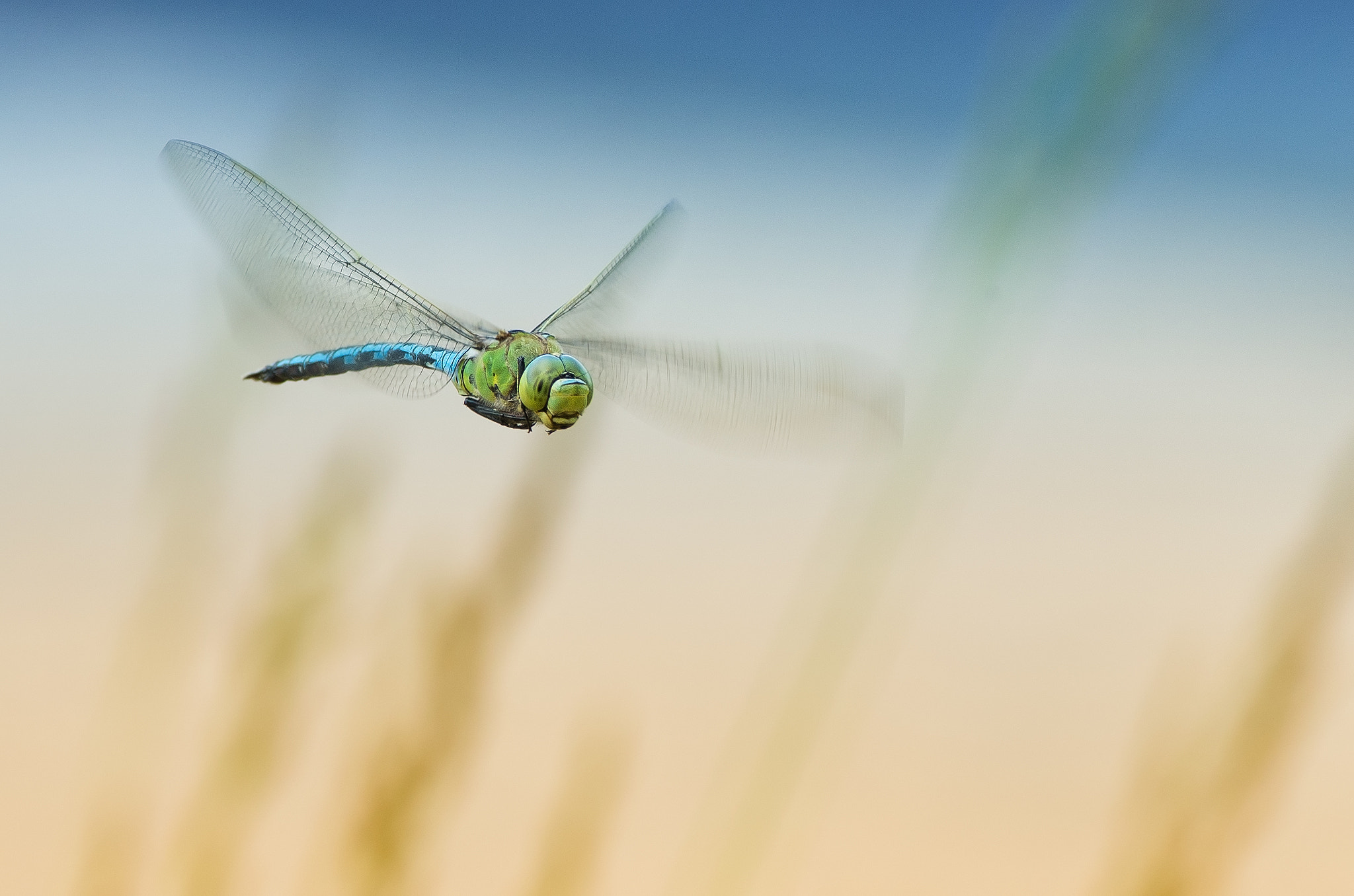 Pentax K-5 IIs + Pentax smc DA* 300mm F4.0 ED (IF) SDM sample photo. L'empereur photography