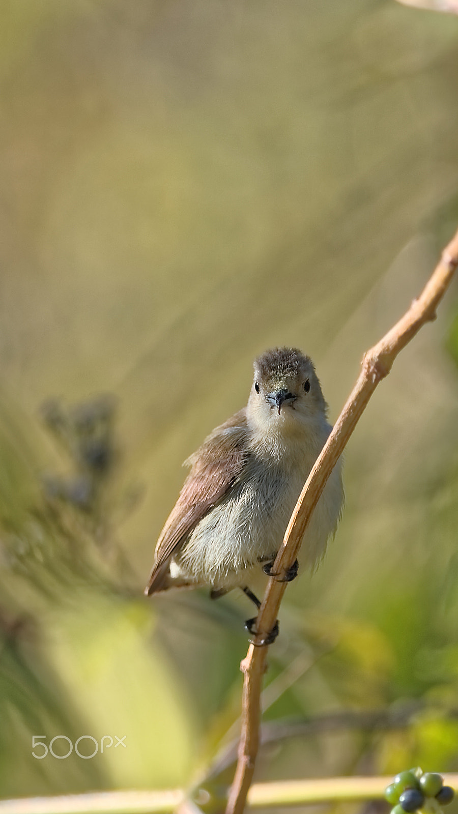 Nikon D4S + Nikon AF-S Nikkor 300mm F4D ED-IF sample photo. Nilgiri flowerpecker photography