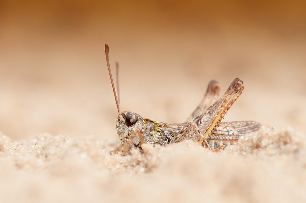 Sony Alpha DSLR-A700 + Tamron SP AF 90mm F2.8 Di Macro sample photo. Ready to jump! photography