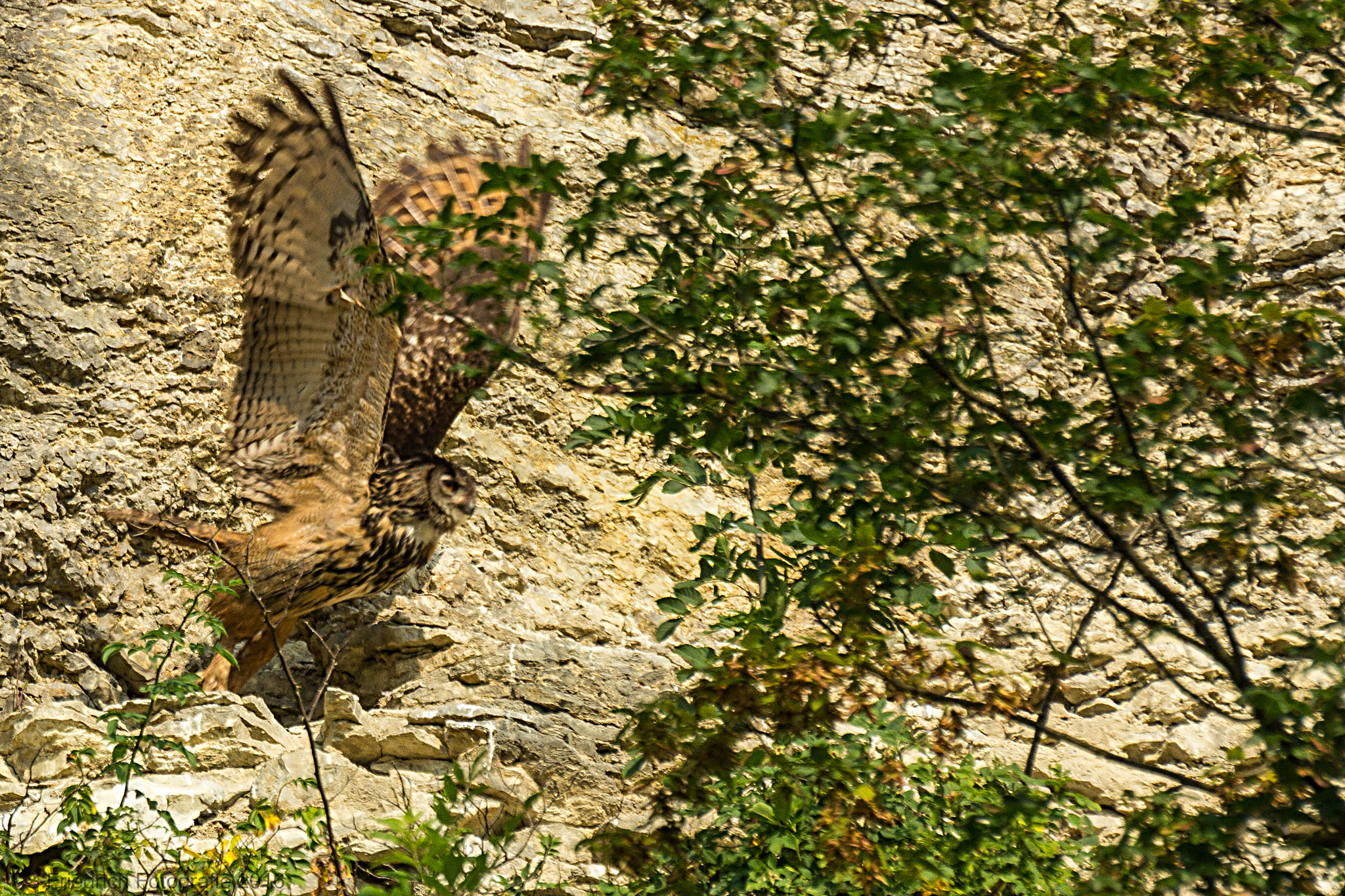 Sigma 50-500mm f/4-6.3 APO HSM EX sample photo. Up and away photography