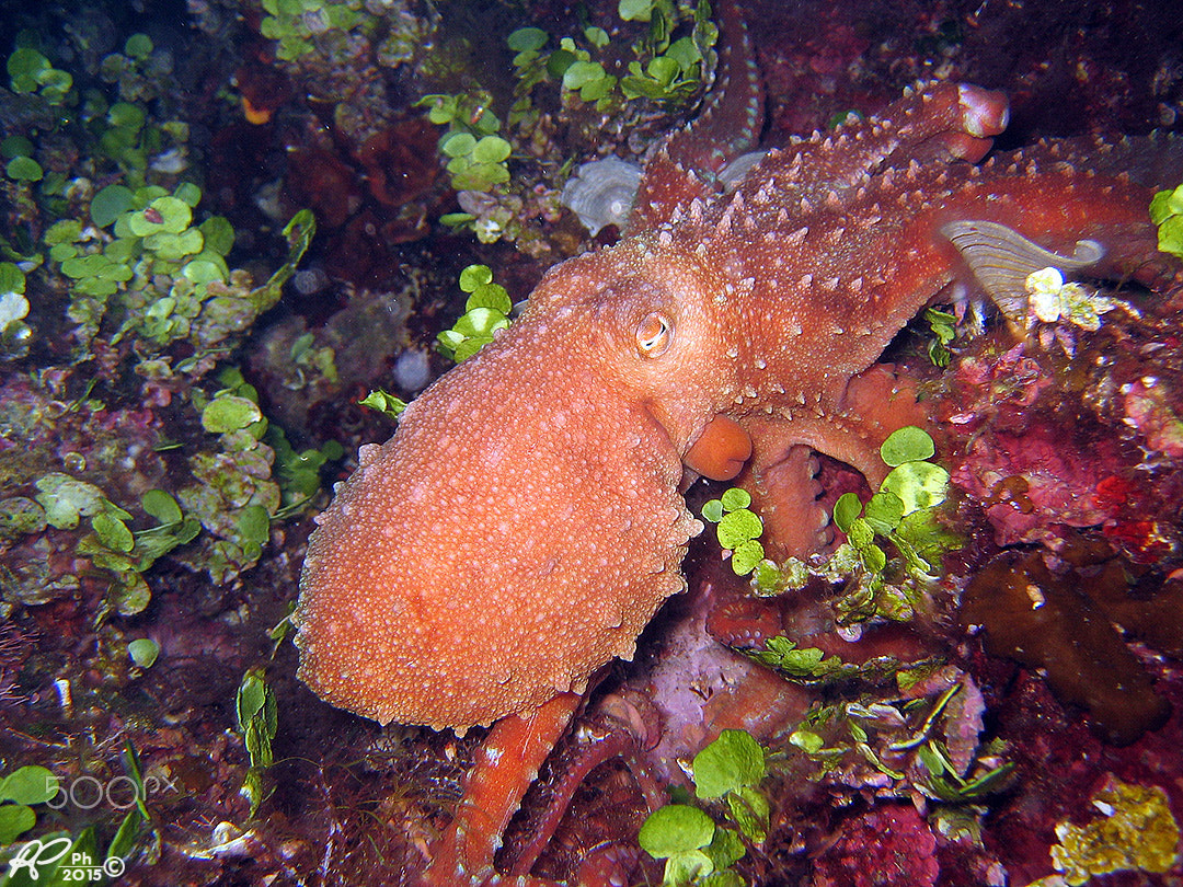 Canon DIGITAL IXUS 400 sample photo. Octopus photography
