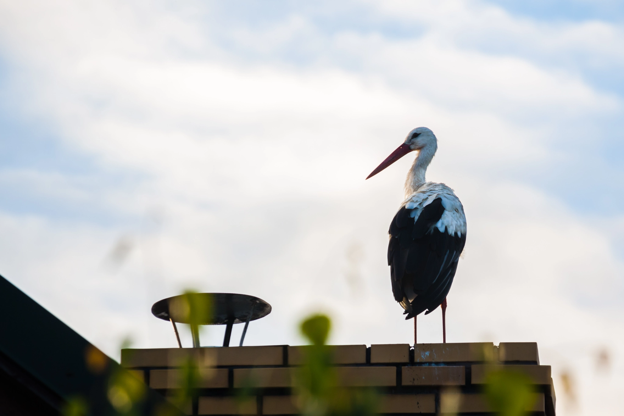 Canon EF-S 55-250mm F4-5.6 IS STM sample photo. White stork standing on a chimney. photography