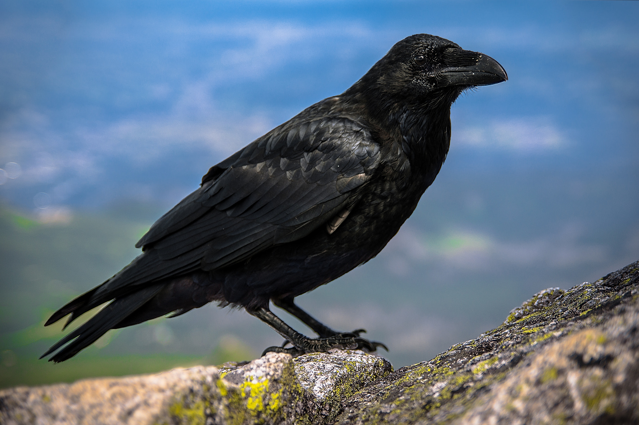 Sony SLT-A57 sample photo. A raven on a top of a Świnica mountain photography
