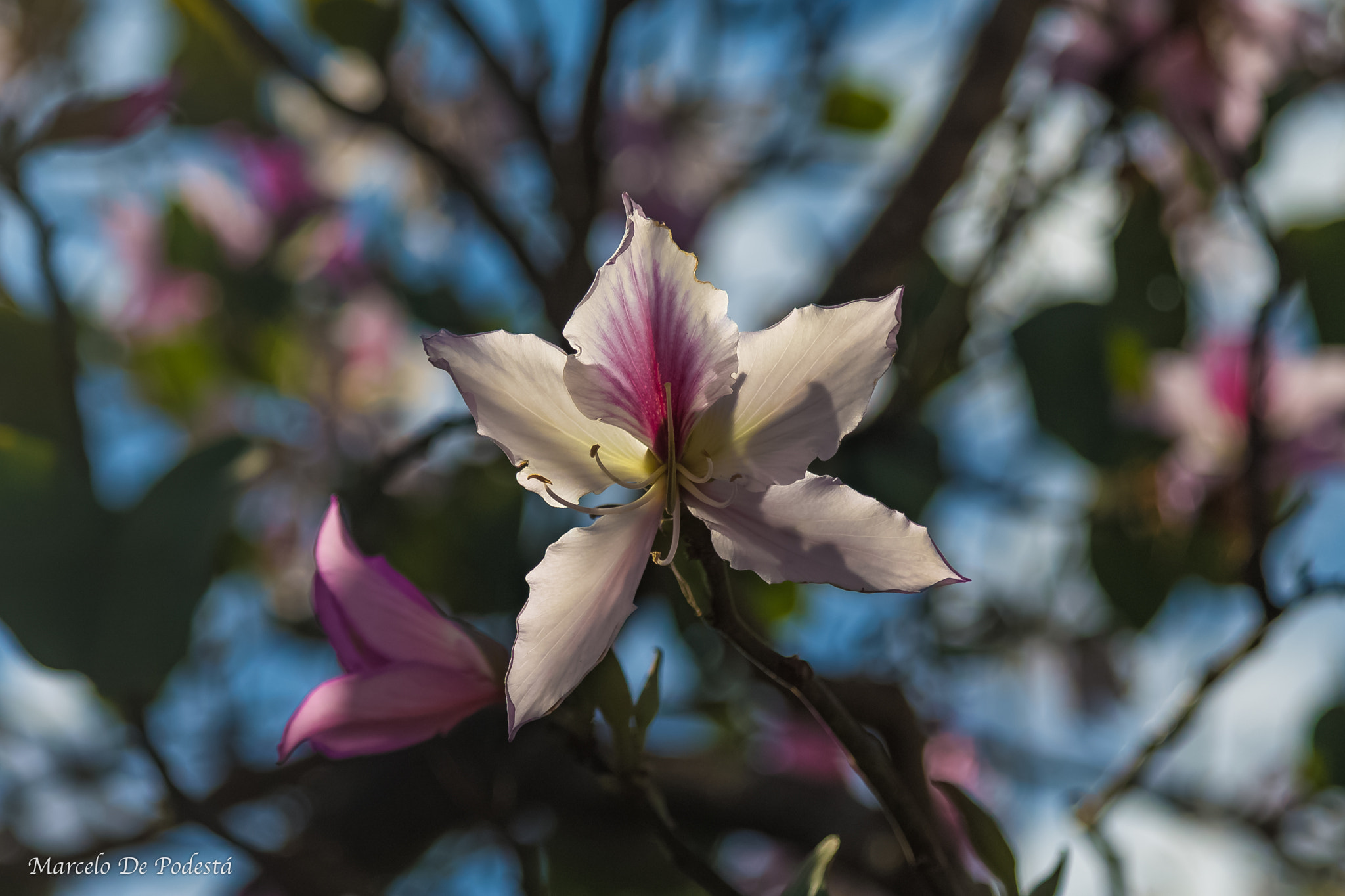 Canon EOS 1100D (EOS Rebel T3 / EOS Kiss X50) sample photo. Bauhinia variegata photography