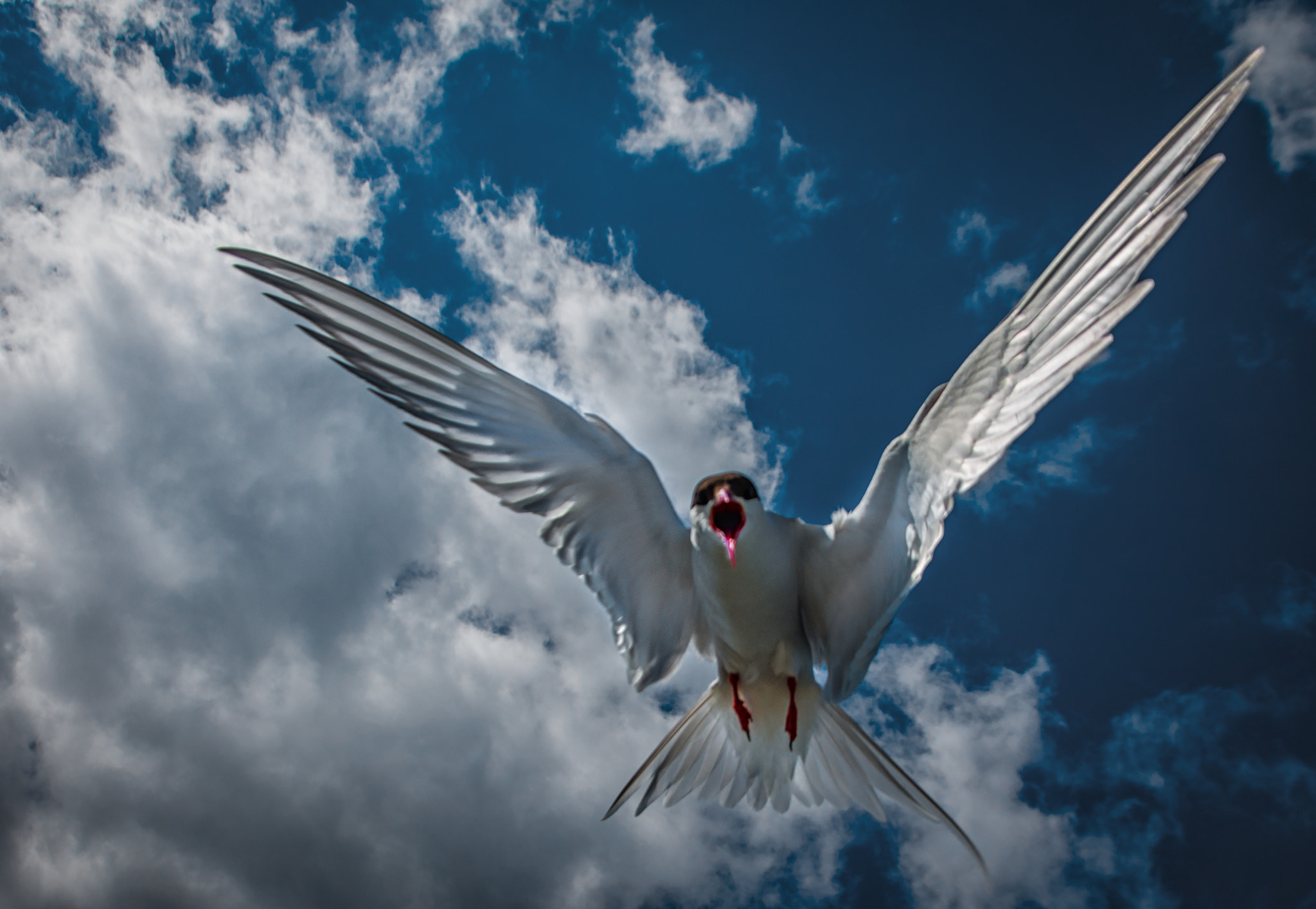 Pentax K-5 II + Pentax smc DA 16-45mm F4 ED AL sample photo. Artic tern photography