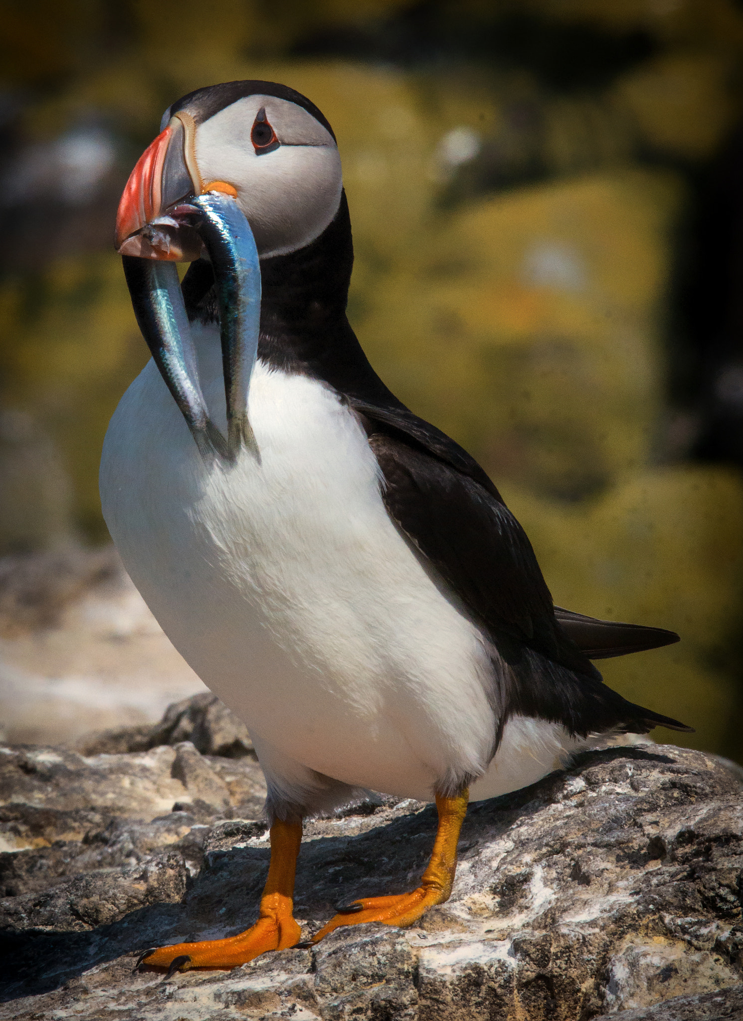 Pentax K-5 II sample photo. Puffin stood up eels photography