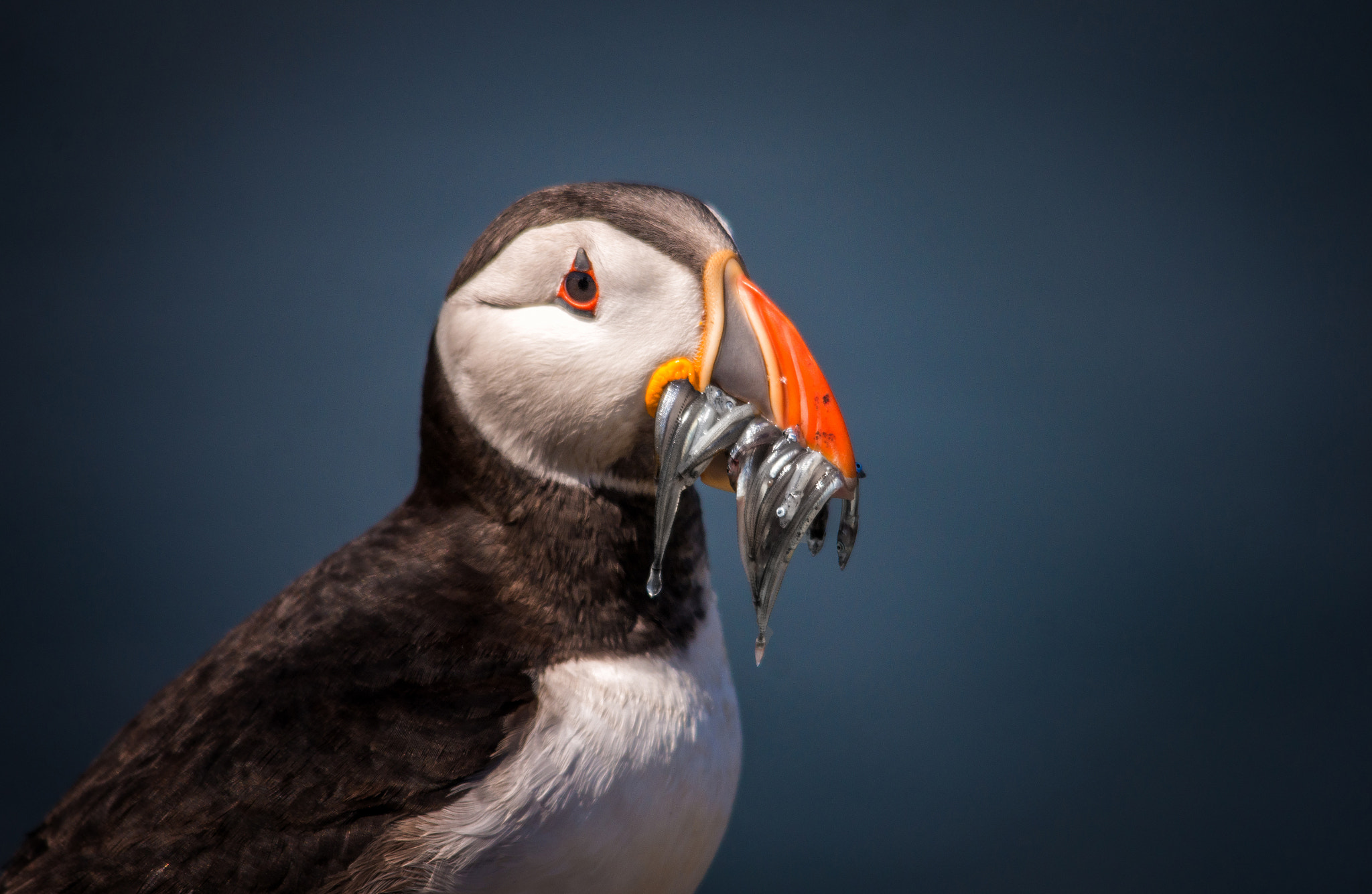 Pentax K-5 II sample photo. Puffin eels photography