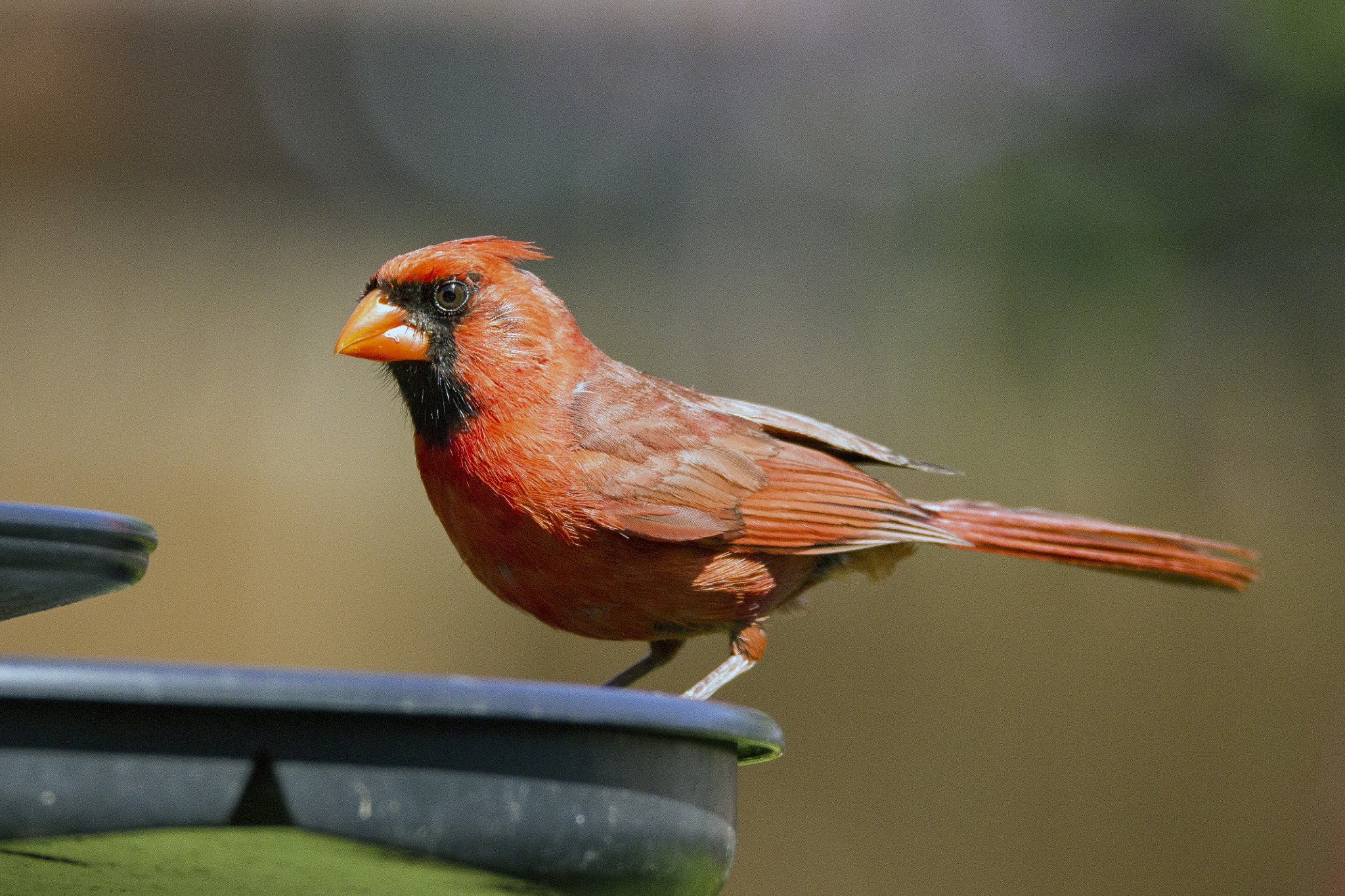 150-600mm F5-6.3 DG OS HSM | Sports 014 sample photo. Male northern cardinal photography