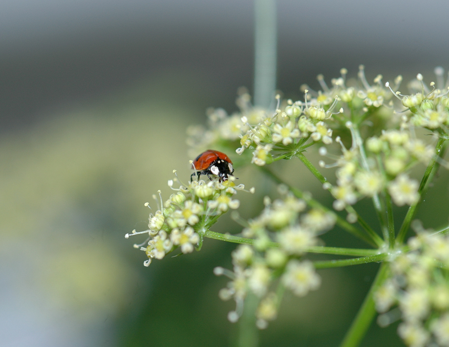 Sigma Macro 90mm F2.8 sample photo. A photography