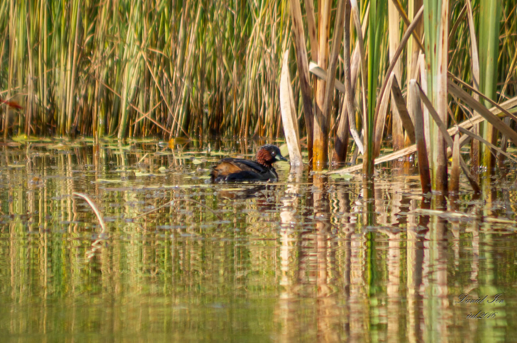 smc PENTAX-FA 80-320mm F4.5-5.6 sample photo. Tachybaptus ruficollis photography