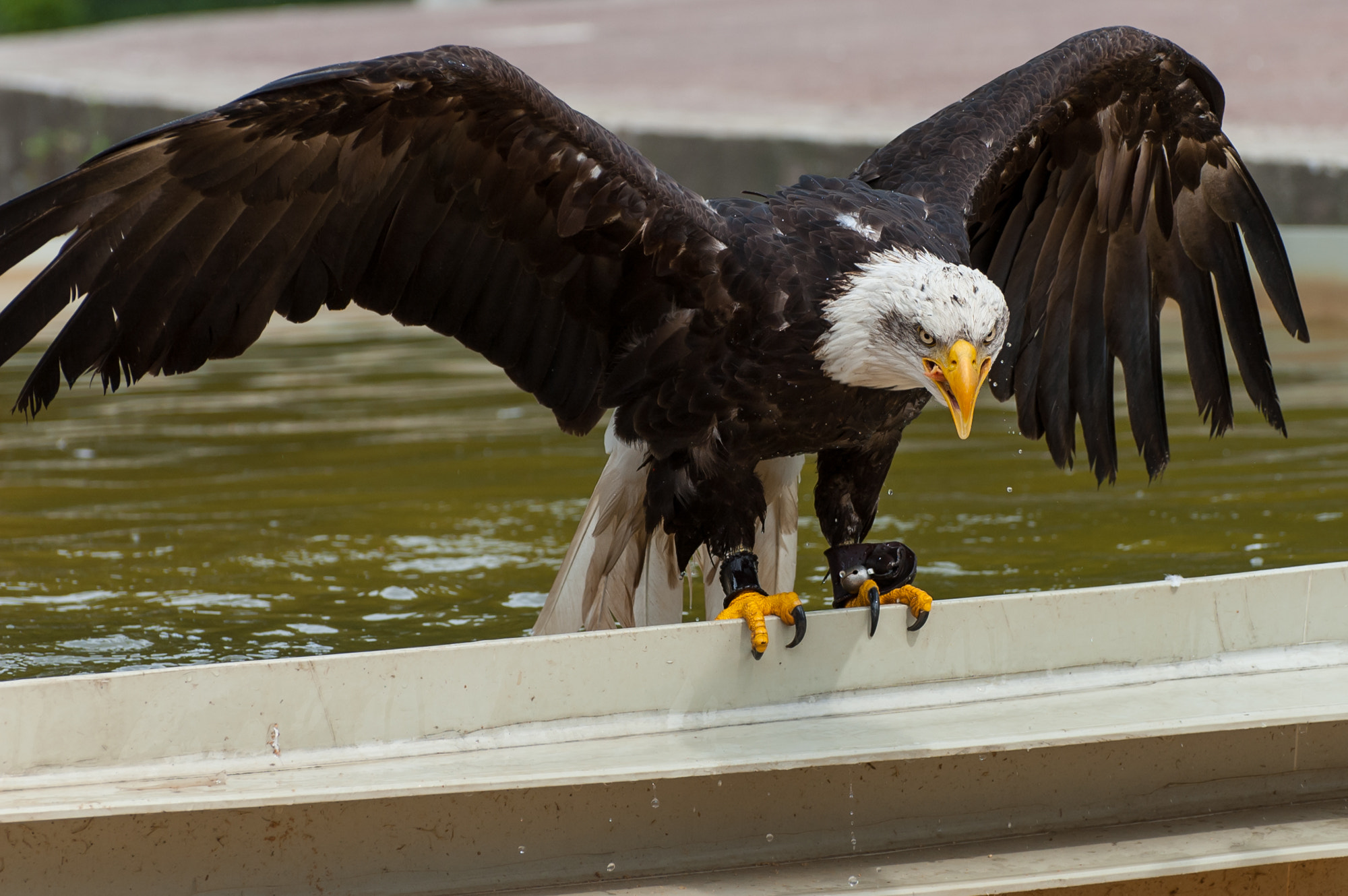 Nikon D50 sample photo. Angry eagle photography