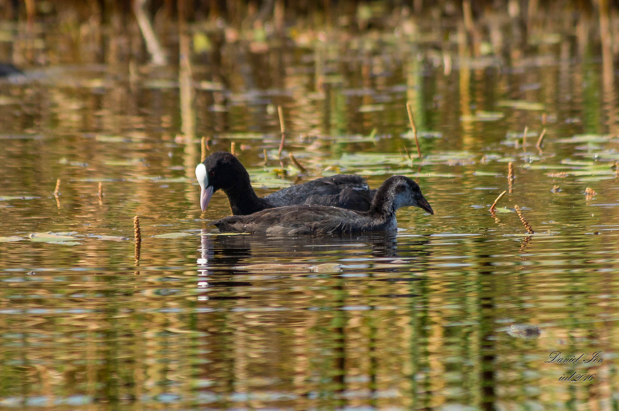 smc PENTAX-FA 80-320mm F4.5-5.6 sample photo. Fulica atra photography