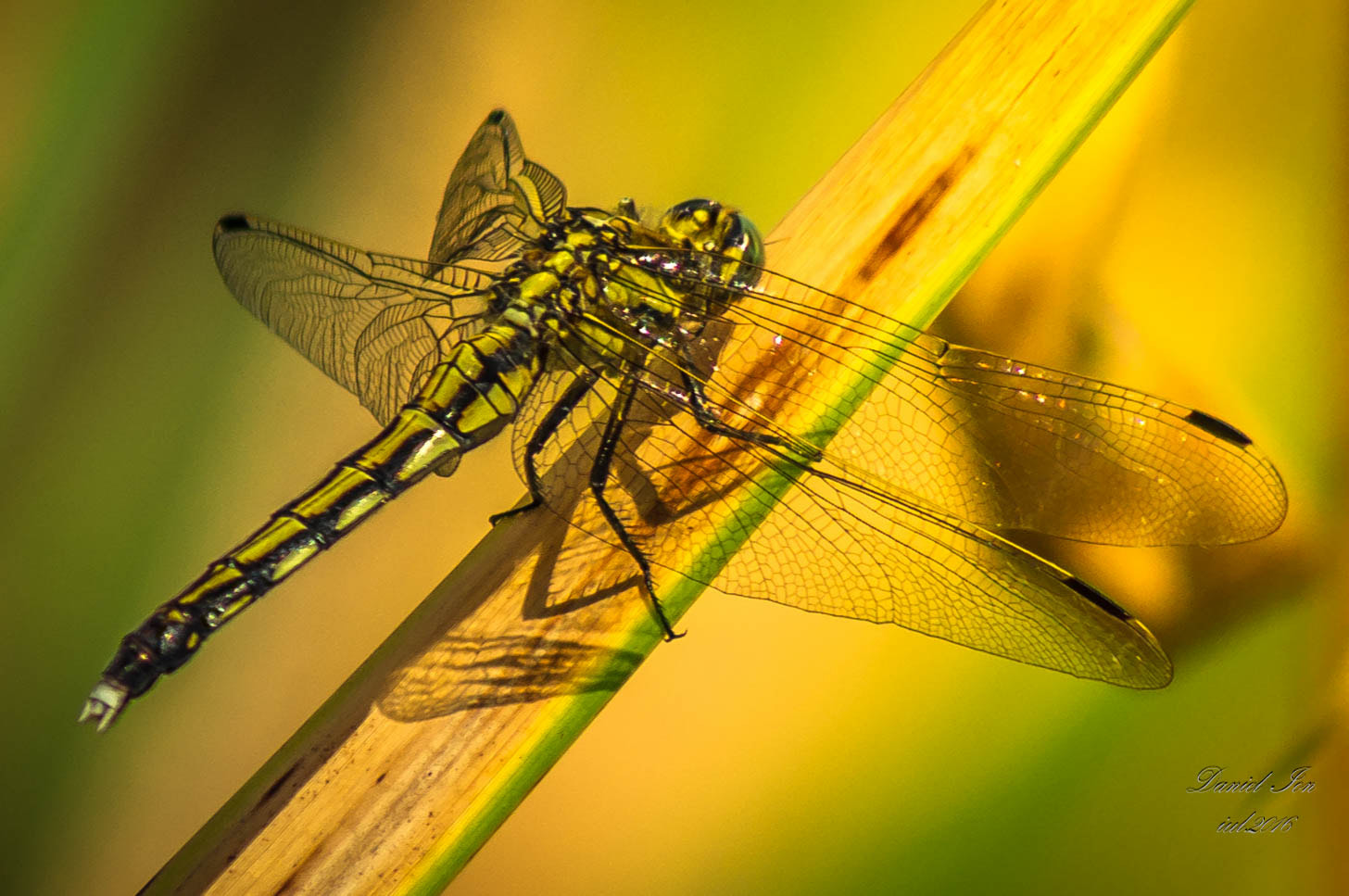 smc PENTAX-FA 80-320mm F4.5-5.6 sample photo. Dragonfly photography
