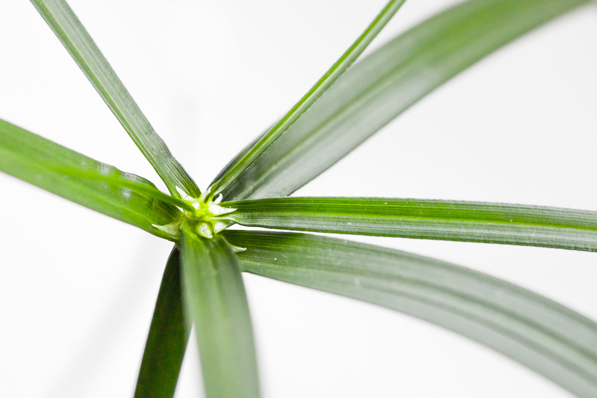 Sigma APO Macro 150mm f/2.8 EX DG HSM sample photo. Lightness photography