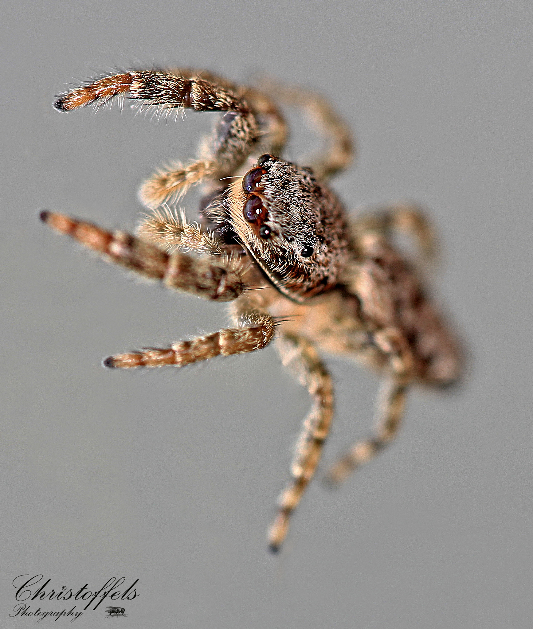 Sigma APO Macro 150mm f/2.8 EX DG HSM sample photo. Eyes all over (tiny jumping spider, about 3mm in length) photography