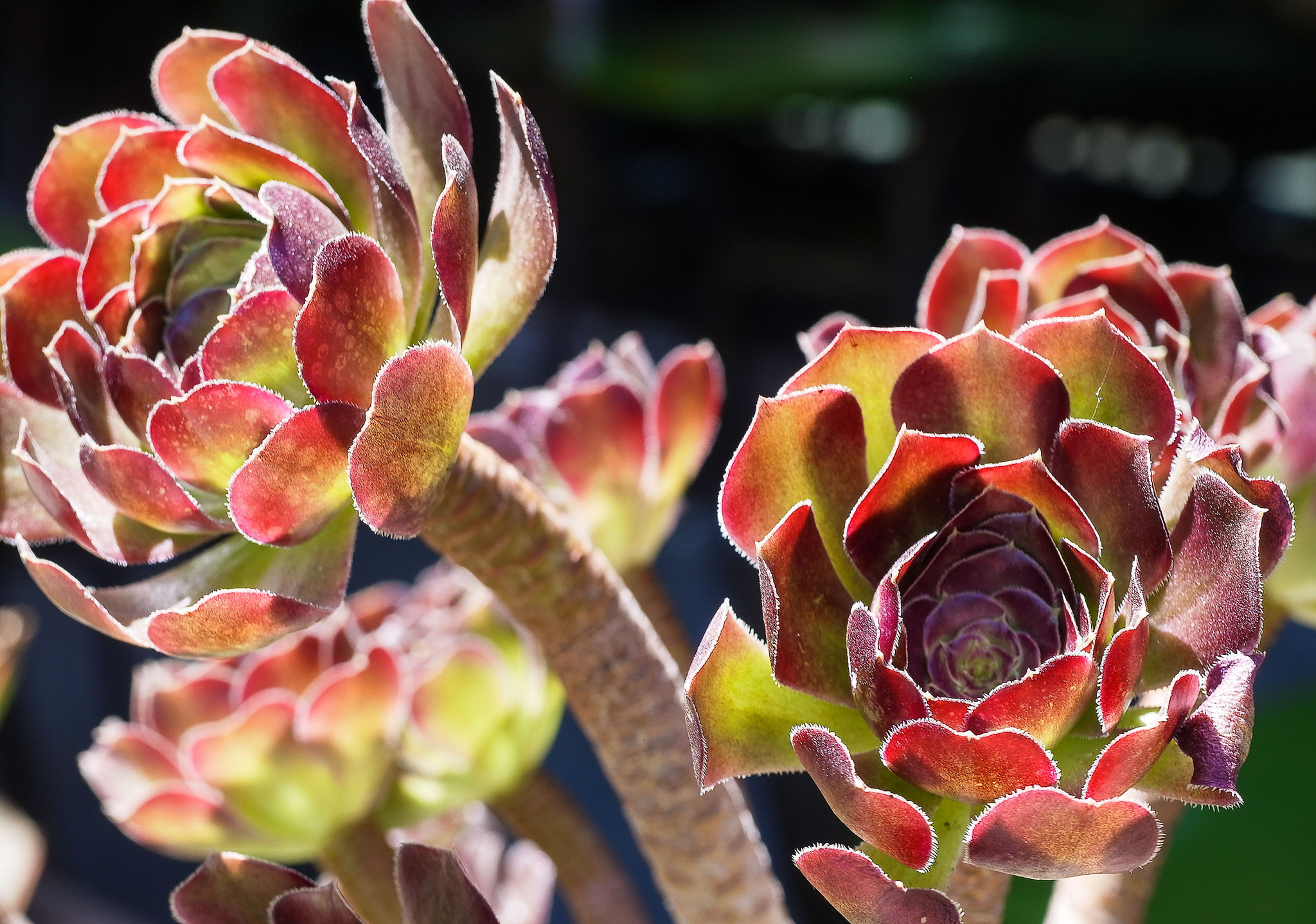 Ricoh Lens A16 24-85mm F3.5-5.5 sample photo. Vibrant aeonium group photography