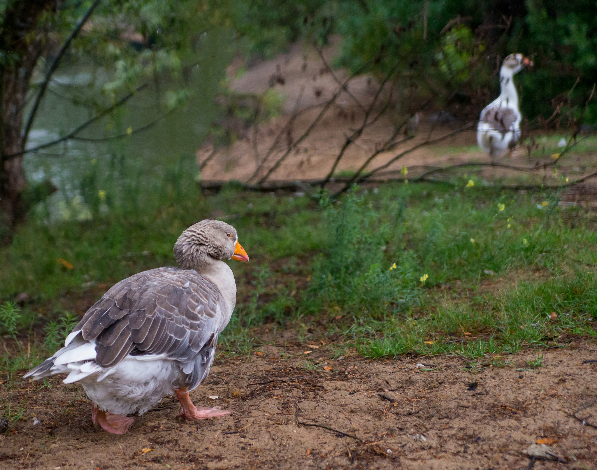 Sony a99 II + Sony 28-75mm F2.8 SAM sample photo. *** photography