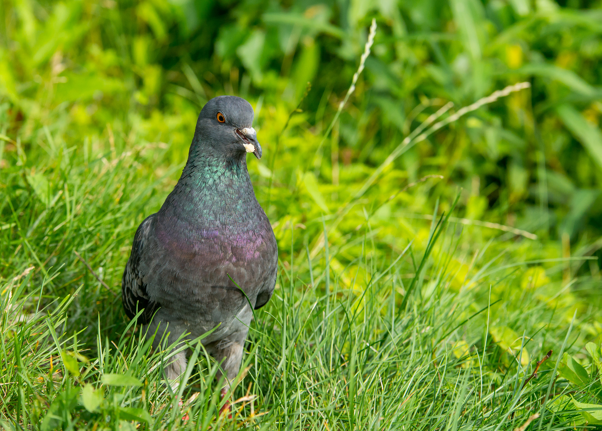 70-200mm F2.8 sample photo. *** photography