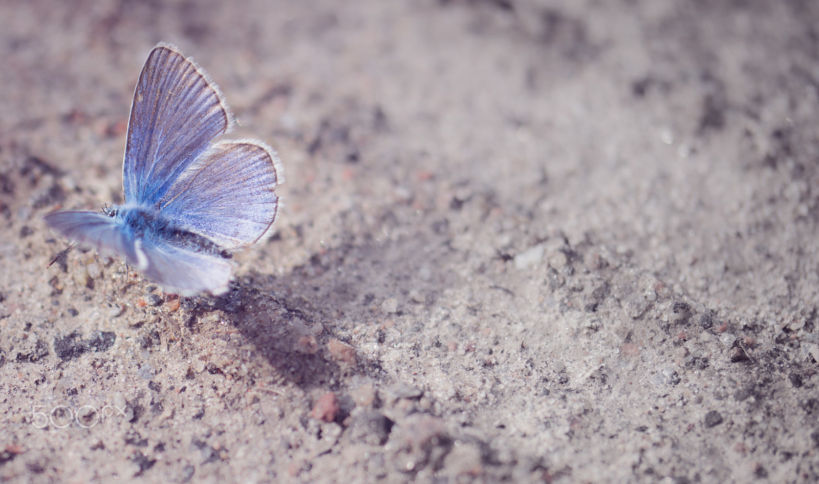 Samsung NX 60mm F2.8 Macro ED OIS SSA sample photo. Butterfly effect photography