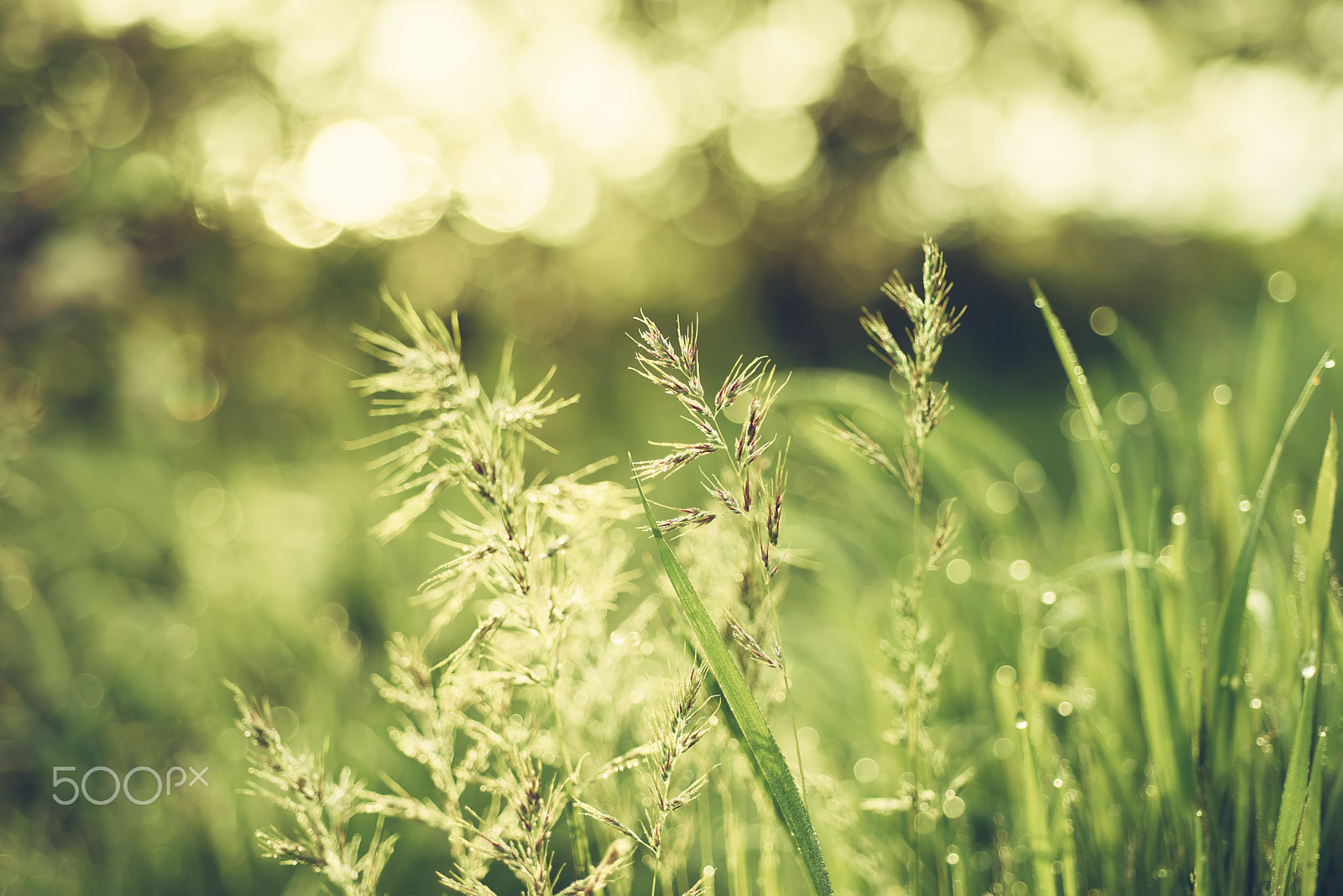 Nikon AF Micro-Nikkor 60mm F2.8D sample photo. Natural abstract sunny background photography