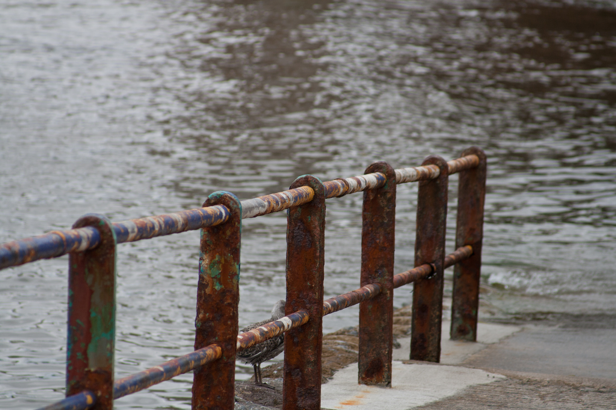 Canon EF 55-200mm F4.5-5.6 II USM sample photo. Spot the seagull photography