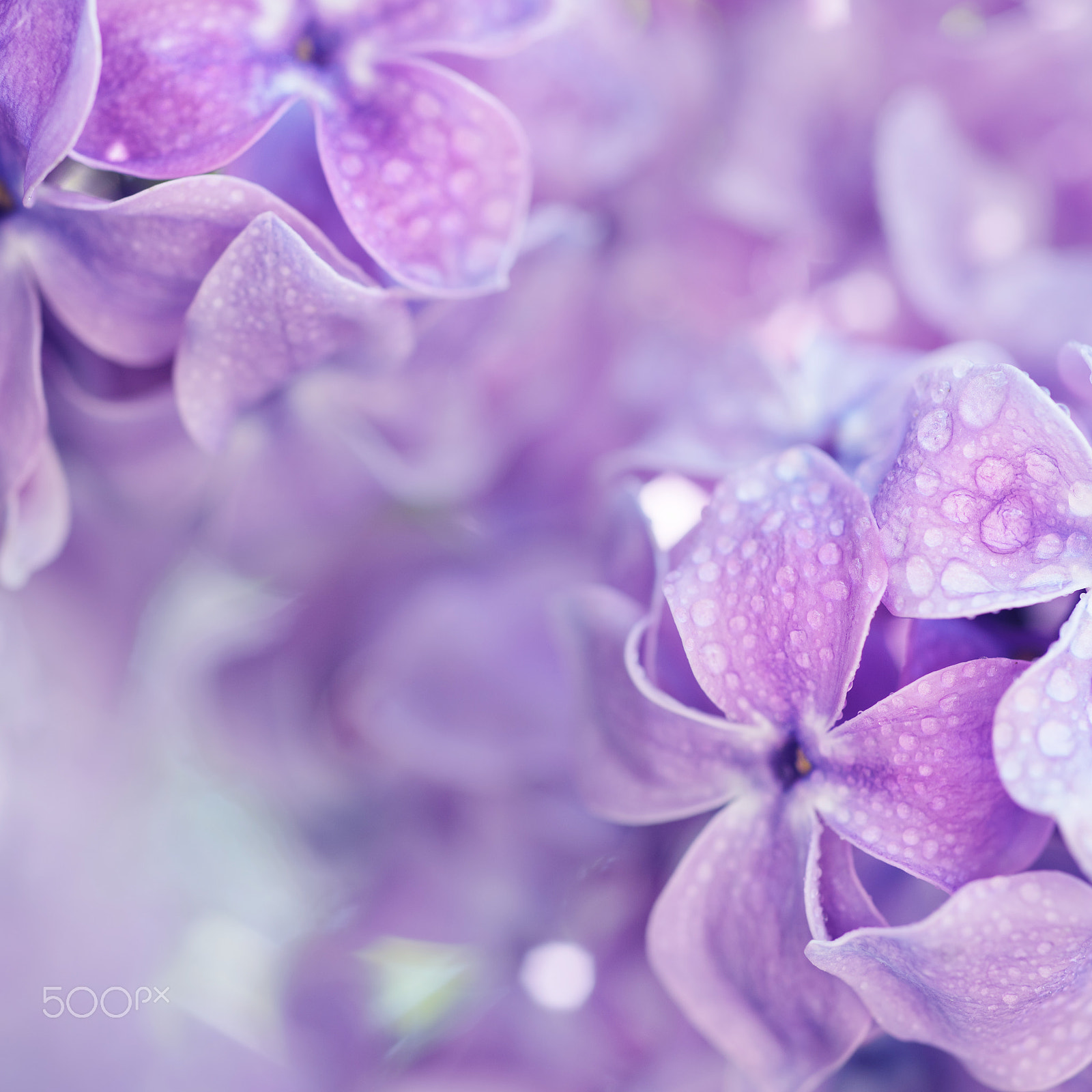 Nikon AF Micro-Nikkor 60mm F2.8D sample photo. Lilac flowers macro photography
