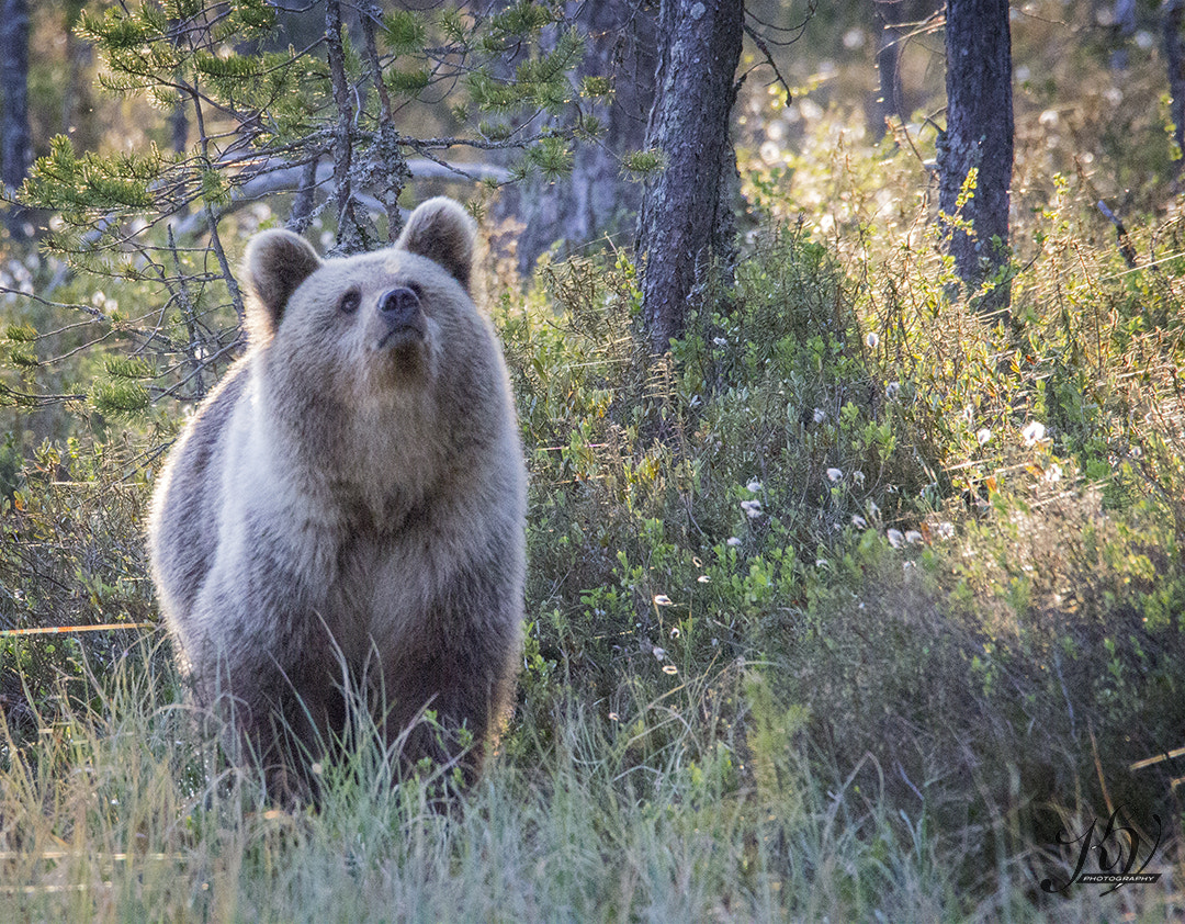 Sigma 150-600mm F5-6.3 DG OS HSM | C sample photo. Little bear photography