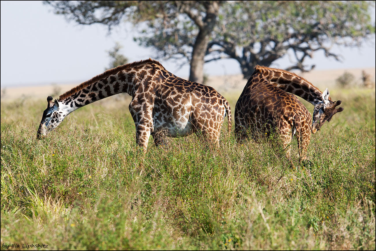 Canon EOS-1D Mark III + Canon EF 300mm F2.8L IS USM sample photo. Giraffes if serengeti №1 photography