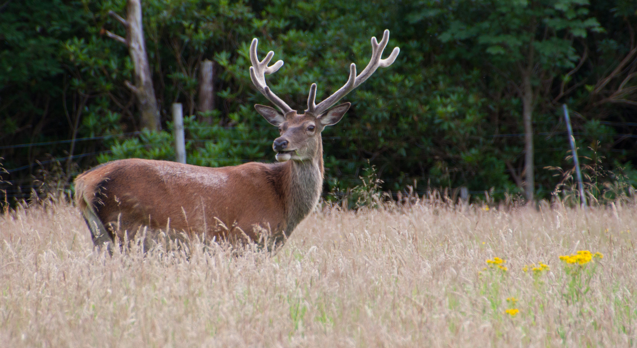 Canon EOS 500D (EOS Rebel T1i / EOS Kiss X3) sample photo. The stag photography