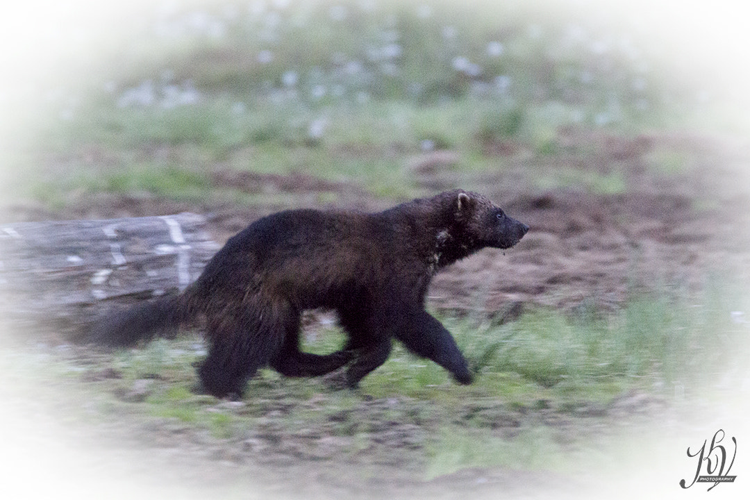 Sigma 150-600mm F5-6.3 DG OS HSM | C sample photo. Walking in the air photography