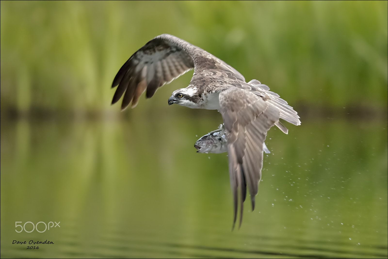Canon EF 300mm F2.8L IS II USM sample photo. Osprey photography