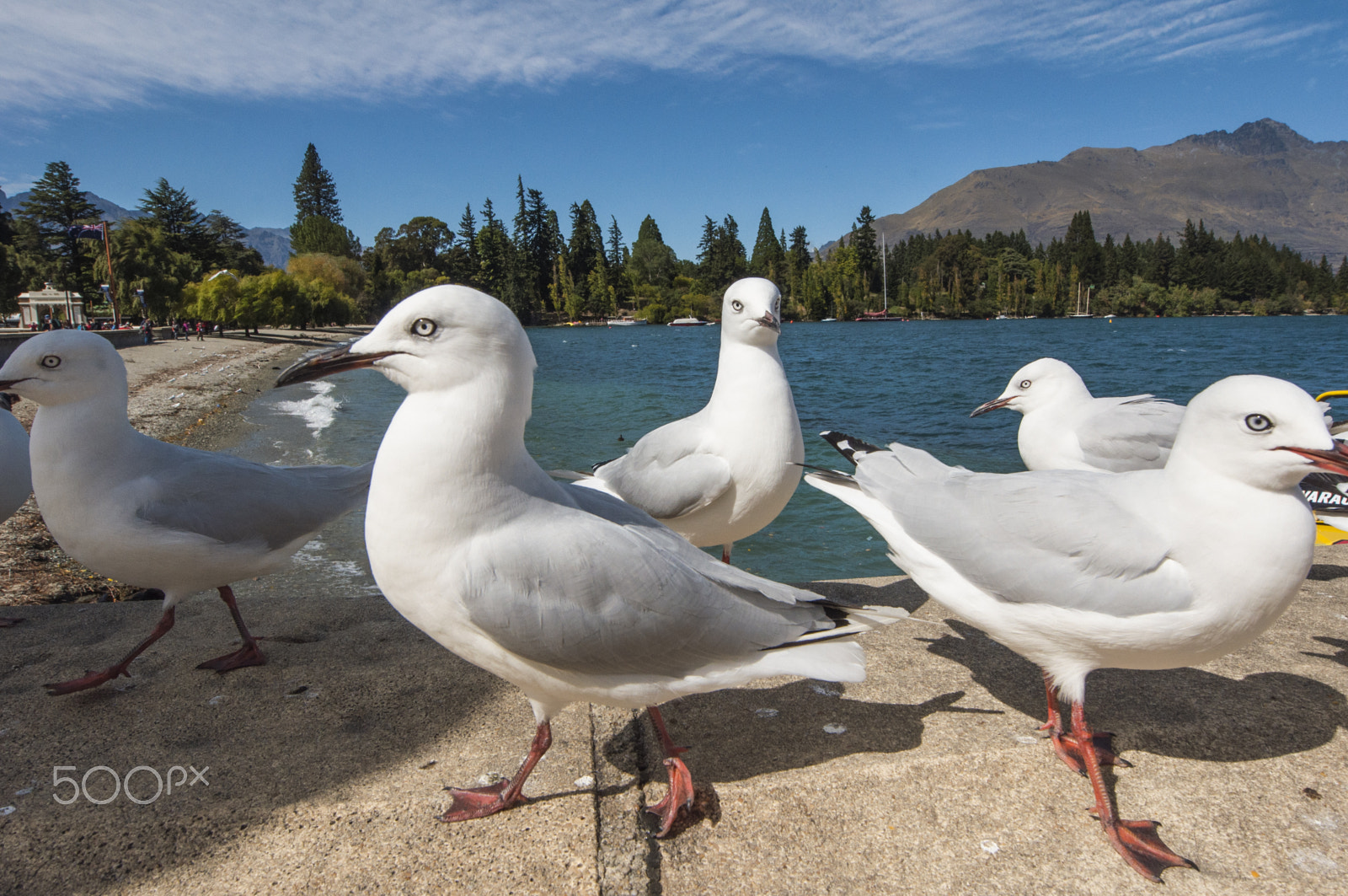 Nikon AF-S Nikkor 14-24mm F2.8G ED sample photo. Seagulls in queenstown photography