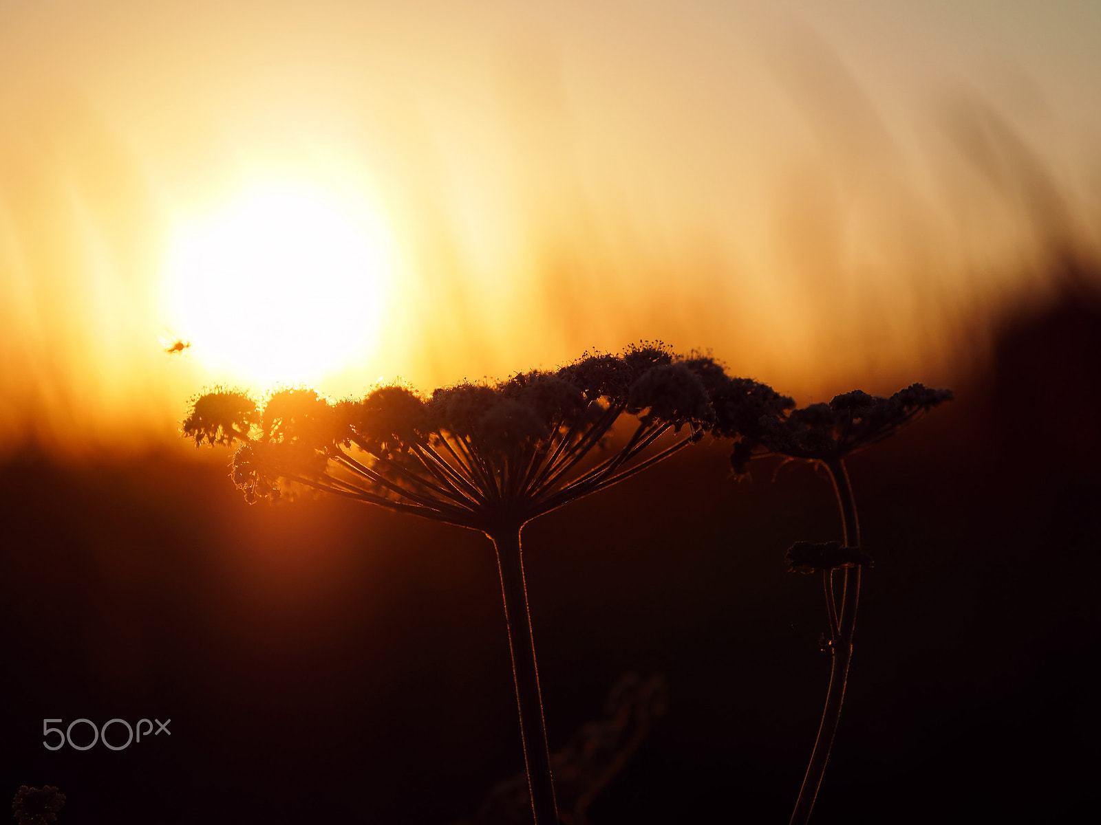 Olympus OM-D E-M1 + Sigma 60mm F2.8 DN Art sample photo. Low key sunset photography