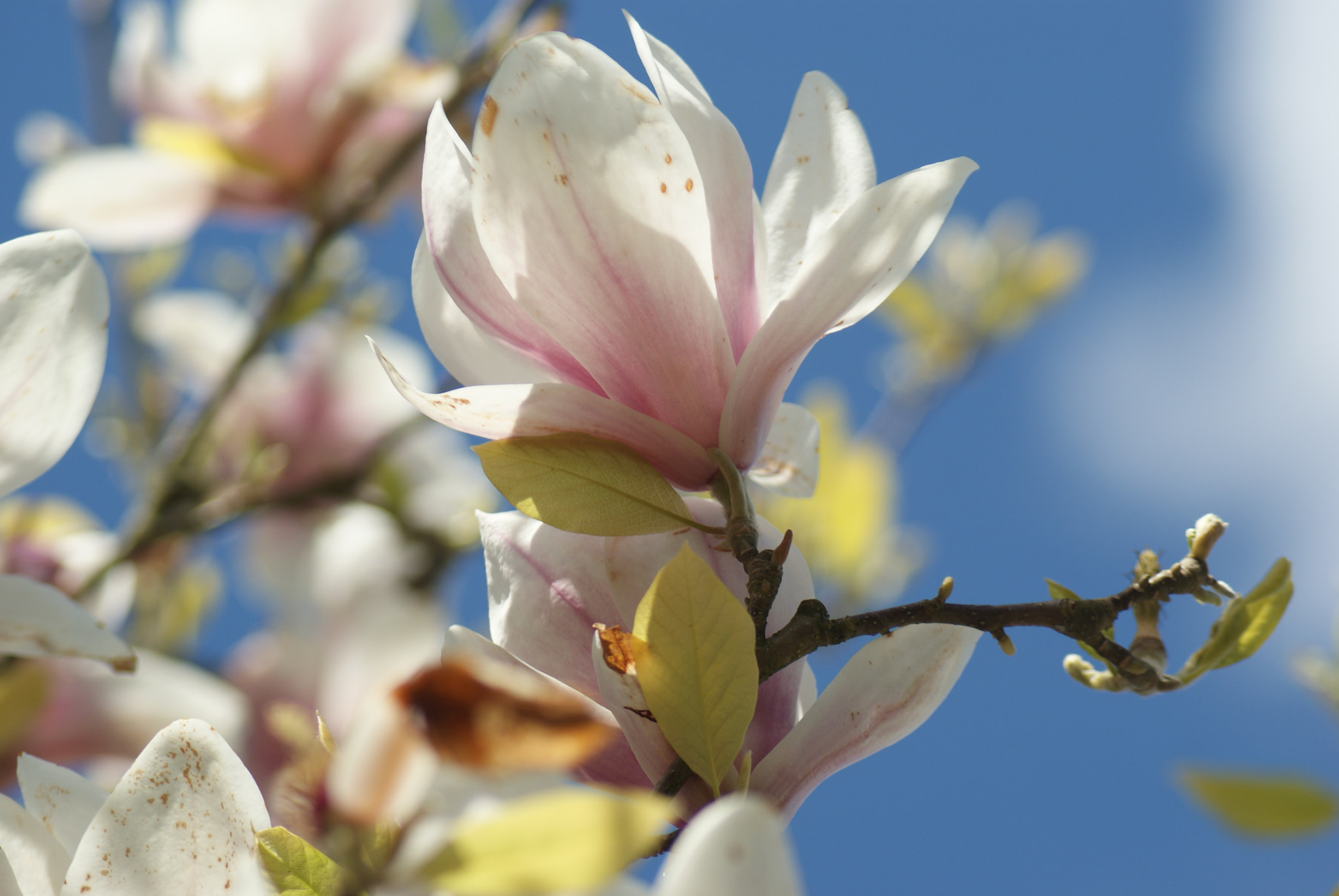 Sony Alpha DSLR-A300 sample photo