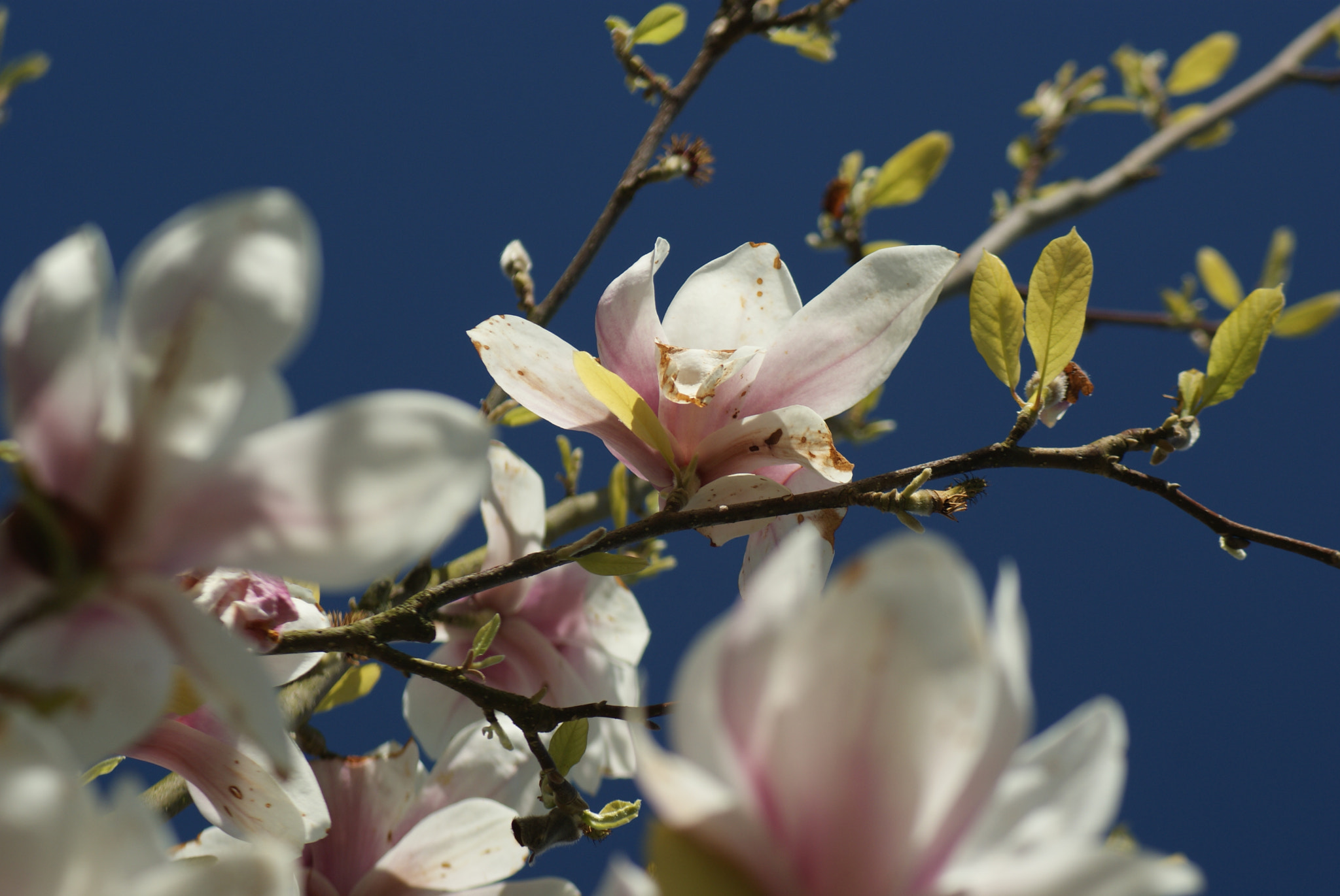 Sony Alpha DSLR-A300 sample photo