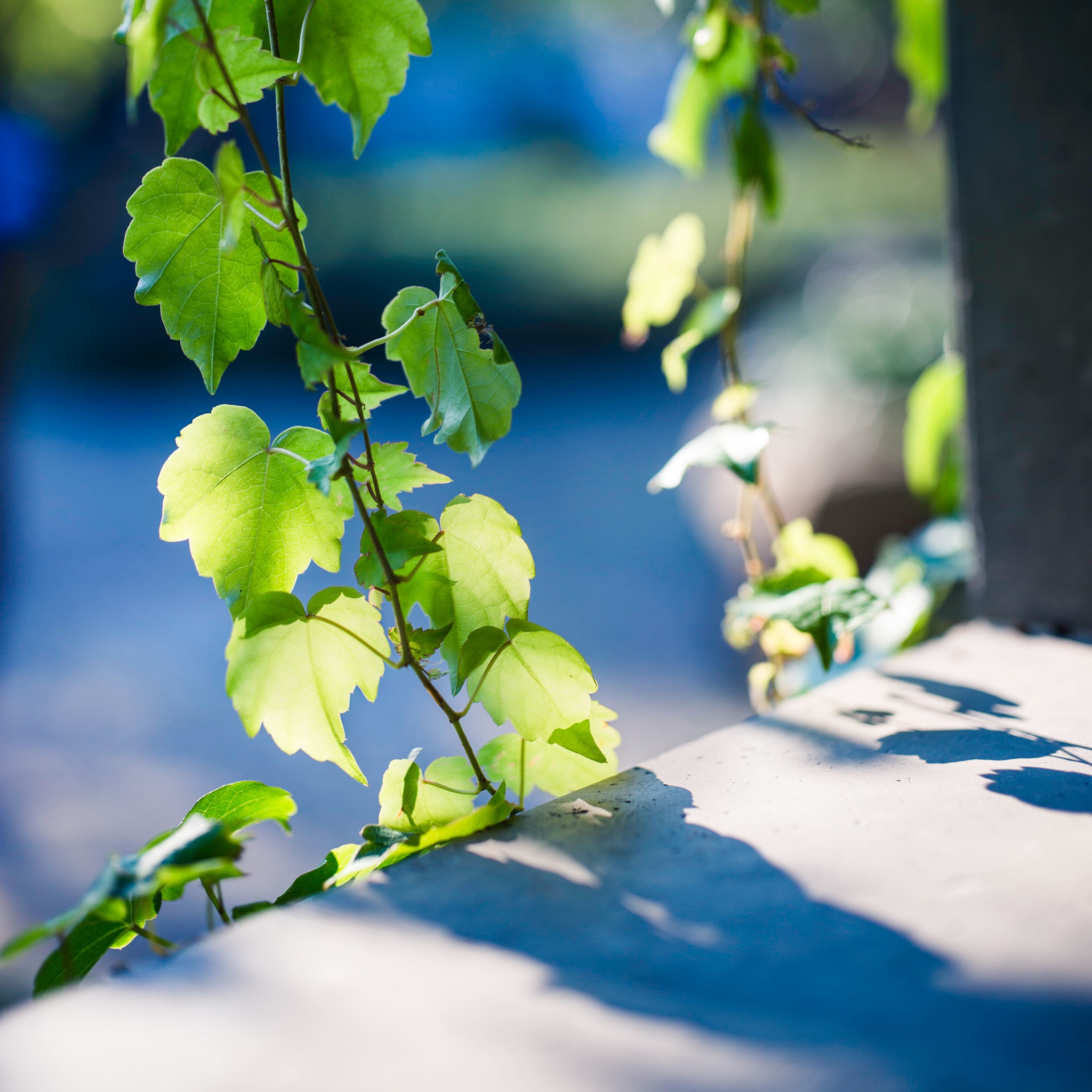 ZEISS Otus 55mm F1.4 sample photo