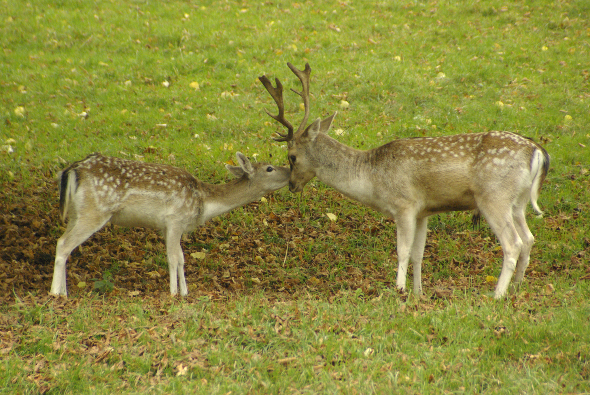 Pentax K10D sample photo. Hello deer photography