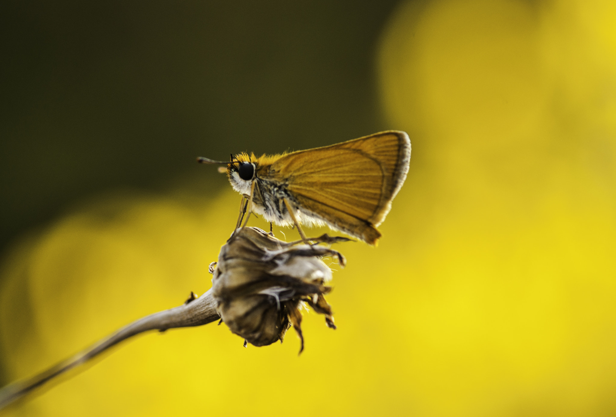 Nikon D5000 sample photo. Butterfly photography