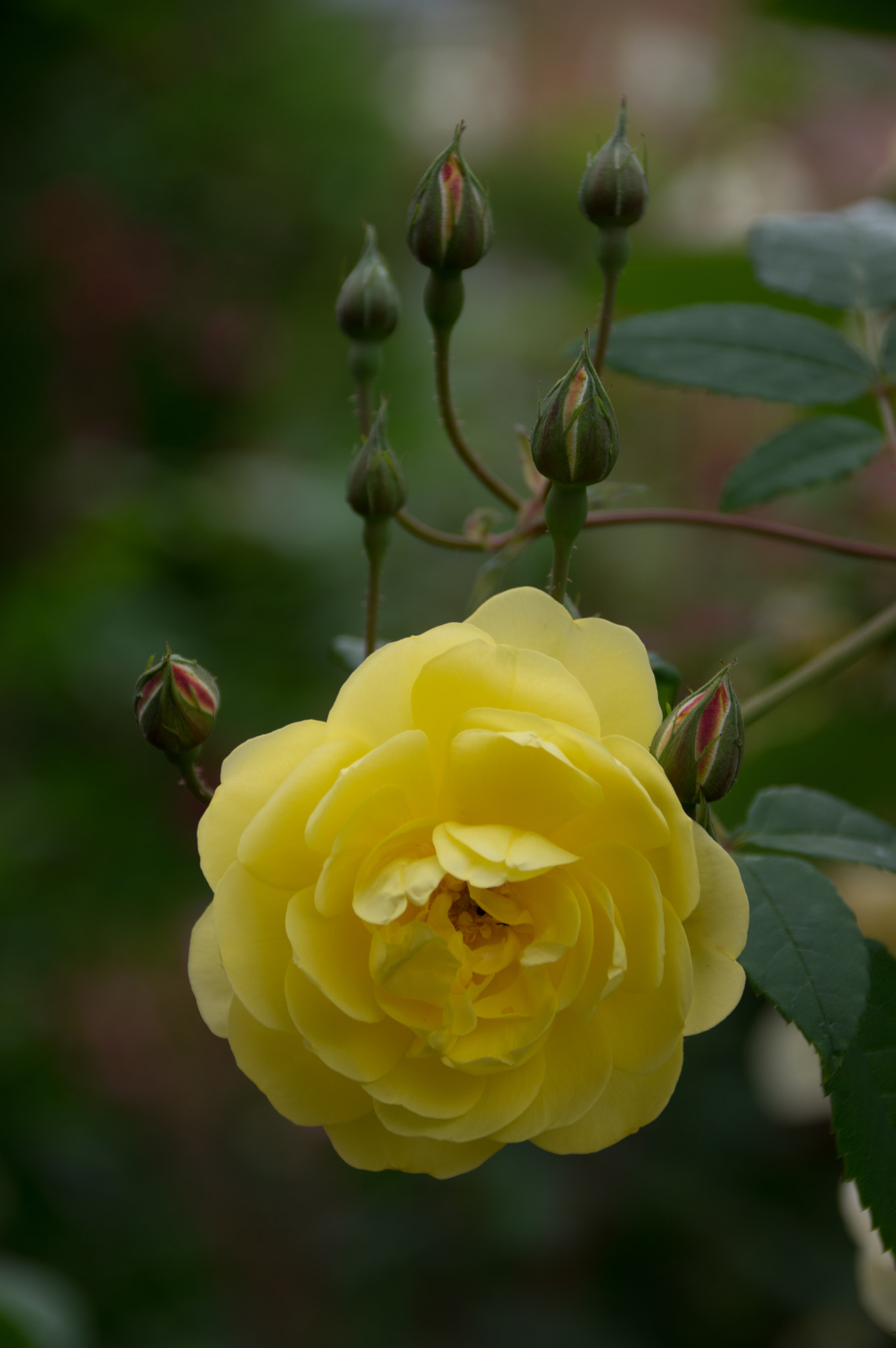 Sigma 18-300mm F3.5-6.3 DC Macro HSM sample photo. Mottisfont rose photography