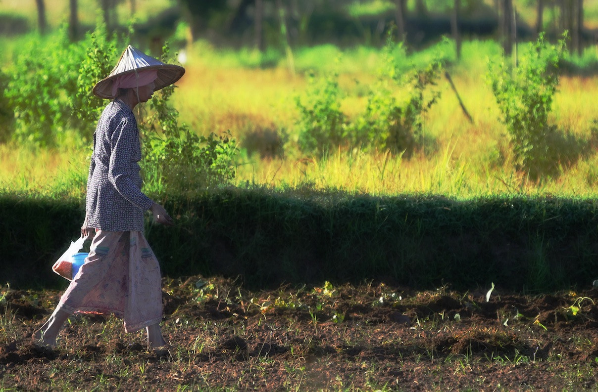 Panasonic Lumix DMC-GH4 + LEICA DG 100-400/F4.0-6.3 sample photo. Bullock ploughing photography