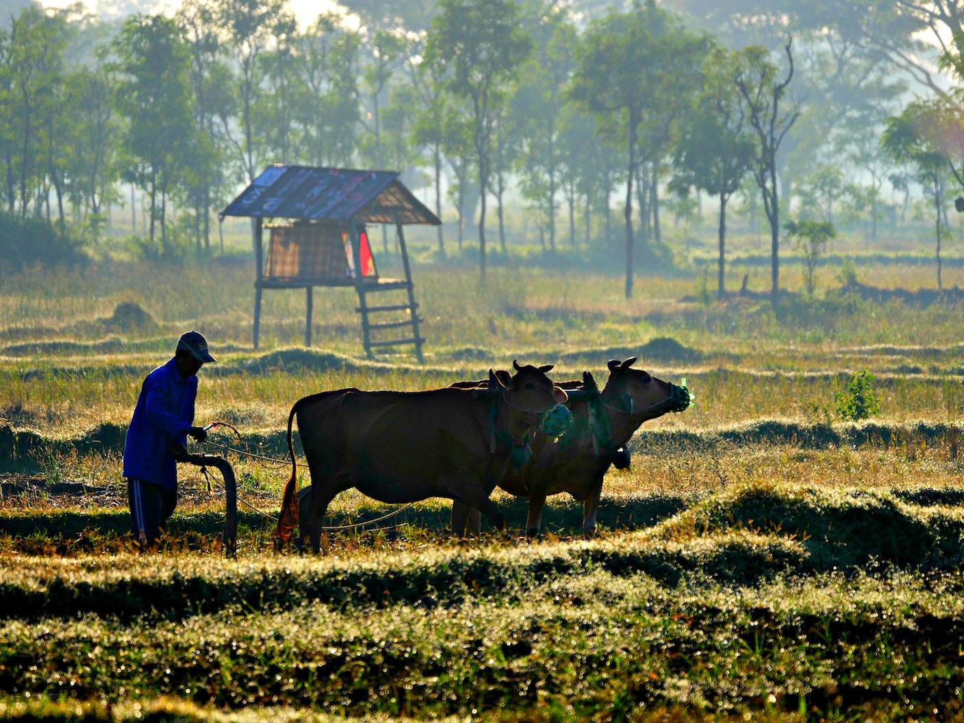 Panasonic Lumix DMC-GH4 + LEICA DG 100-400/F4.0-6.3 sample photo. Bullock ploughing photography