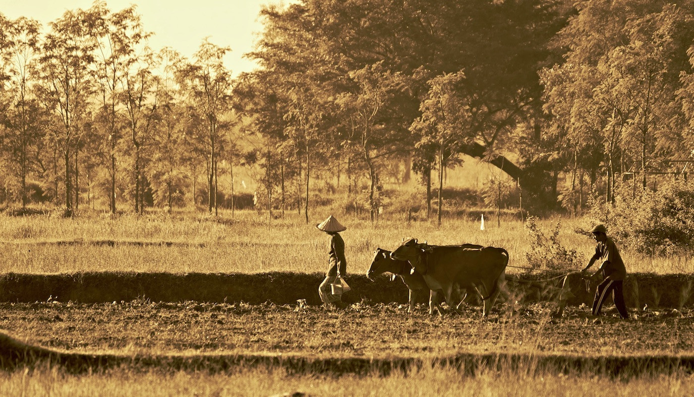 Panasonic Lumix DMC-GH4 + LEICA DG 100-400/F4.0-6.3 sample photo. Bullock ploughing photography