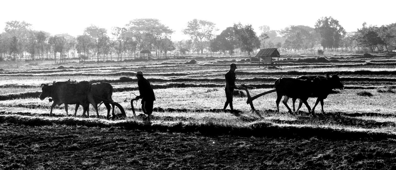 Panasonic Lumix DMC-GH3 sample photo. Bullock ploughing photography
