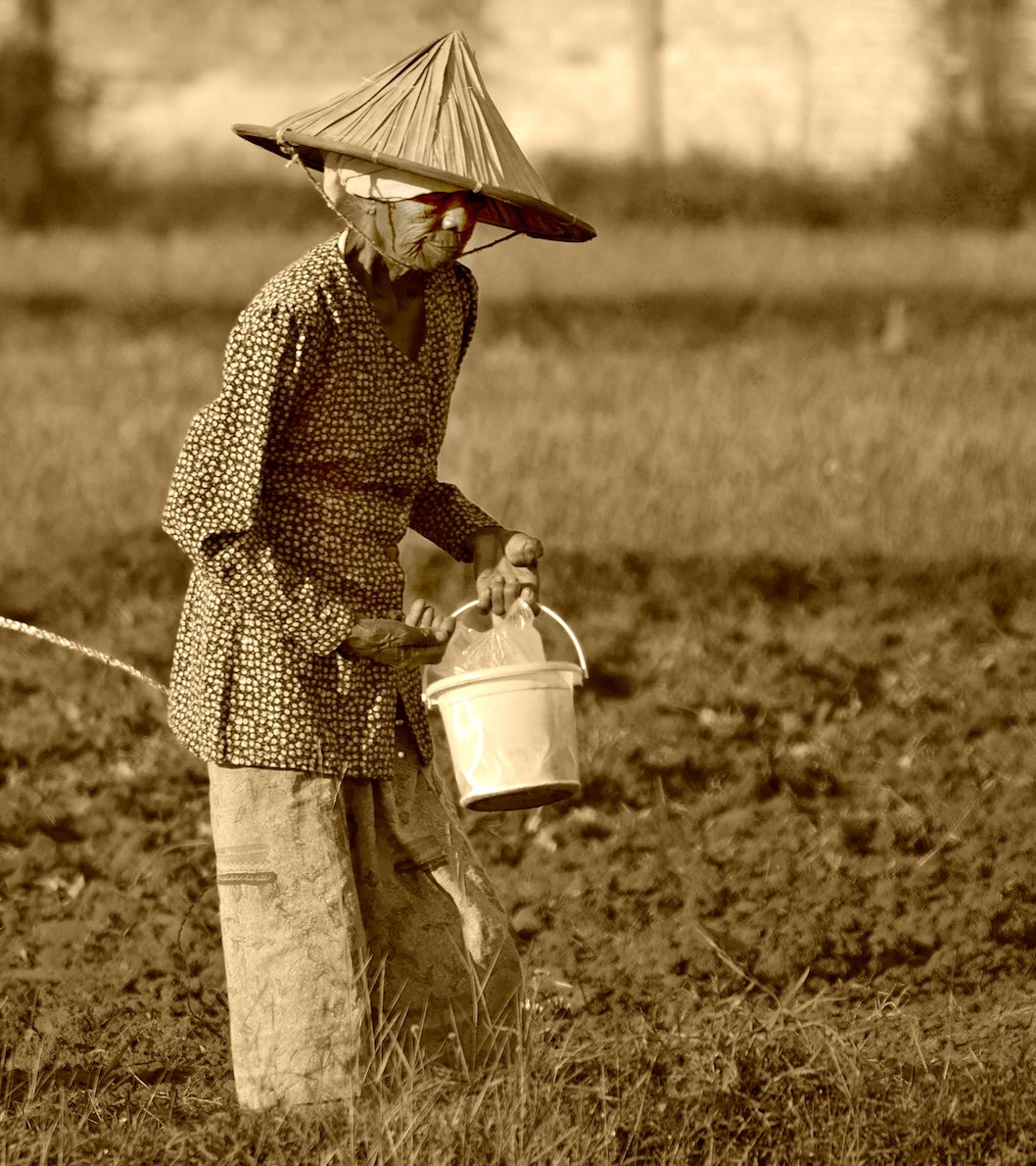Panasonic Lumix DMC-GH4 + LEICA DG 100-400/F4.0-6.3 sample photo. Bullock ploughing photography