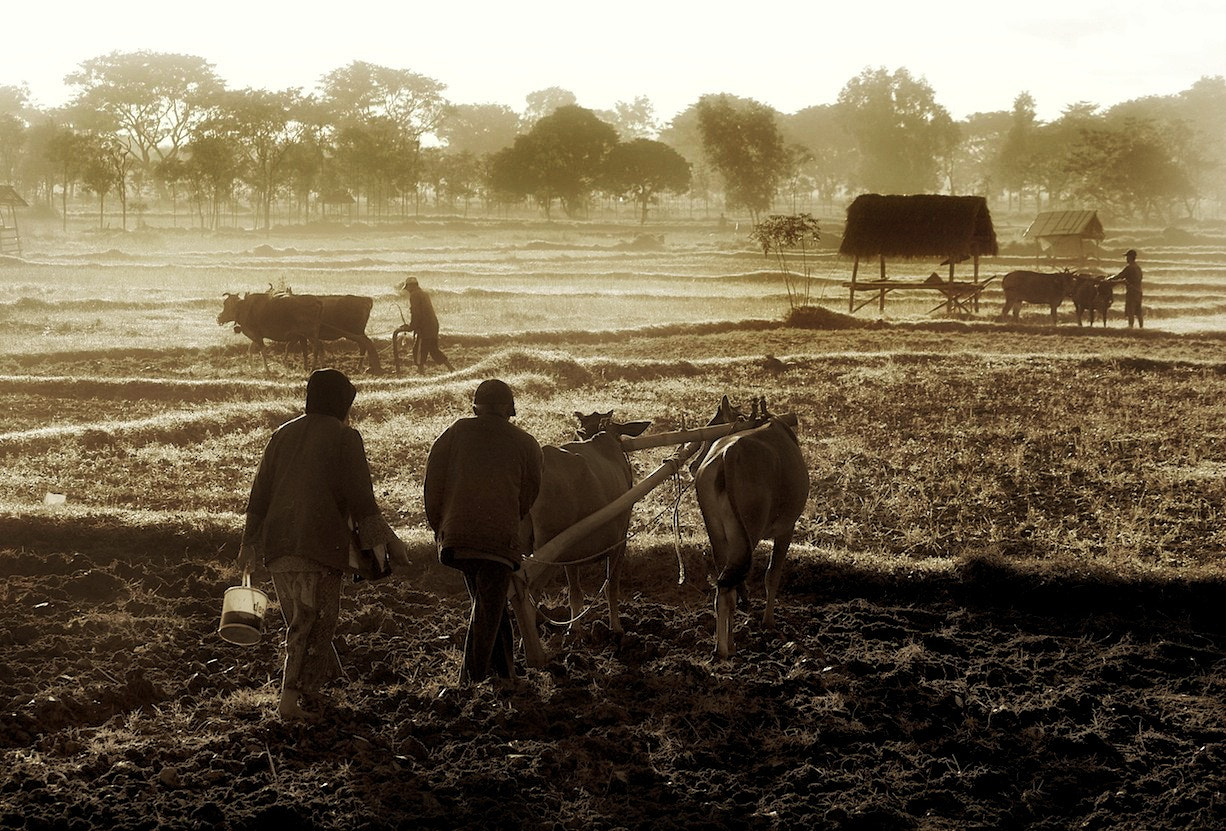 Panasonic Lumix DMC-GH3 sample photo. Bullock ploughing photography