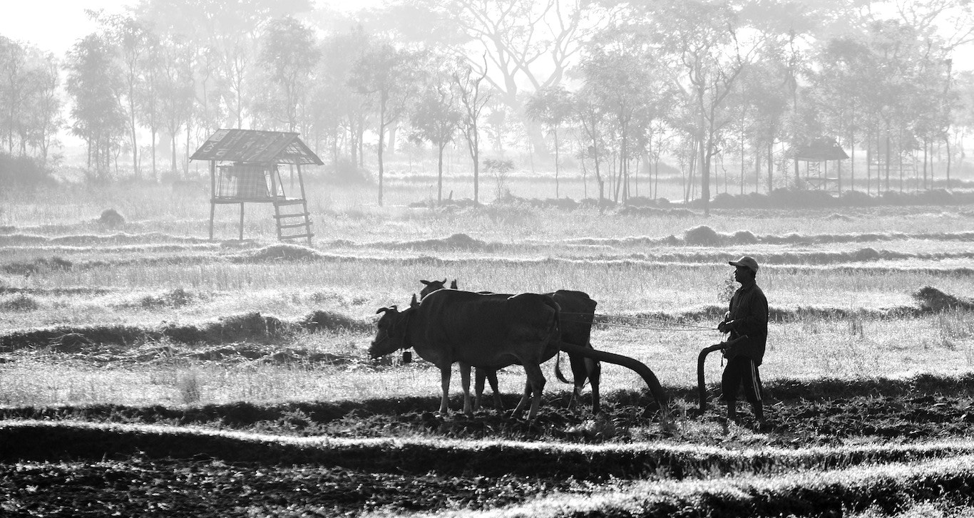 Panasonic Lumix DMC-GH3 sample photo. Bullock ploughing photography